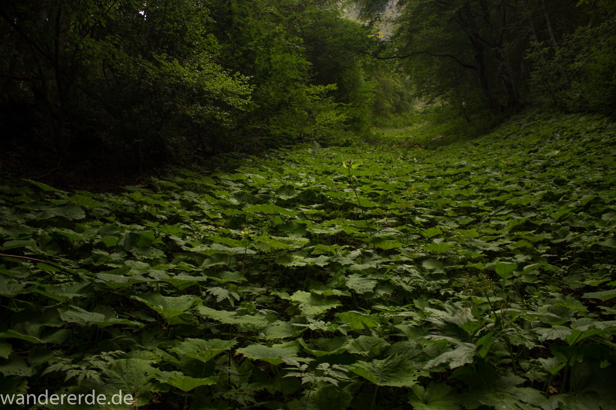 Alpenüberquerung Fernwanderweg E5 Oberstdorf Meran, 1. Etappe von Oberstdorf zur Kemptner Hütte, Wanderweg führt von der Spielmannsau bei Oberstdorf im Allgäu zur Kemptner Hütte  entlang eines schmalen Wanderpfads umgeben von saftig grüner Vegetation, beinahe wie im Dschungel, schöner, dichter Wald