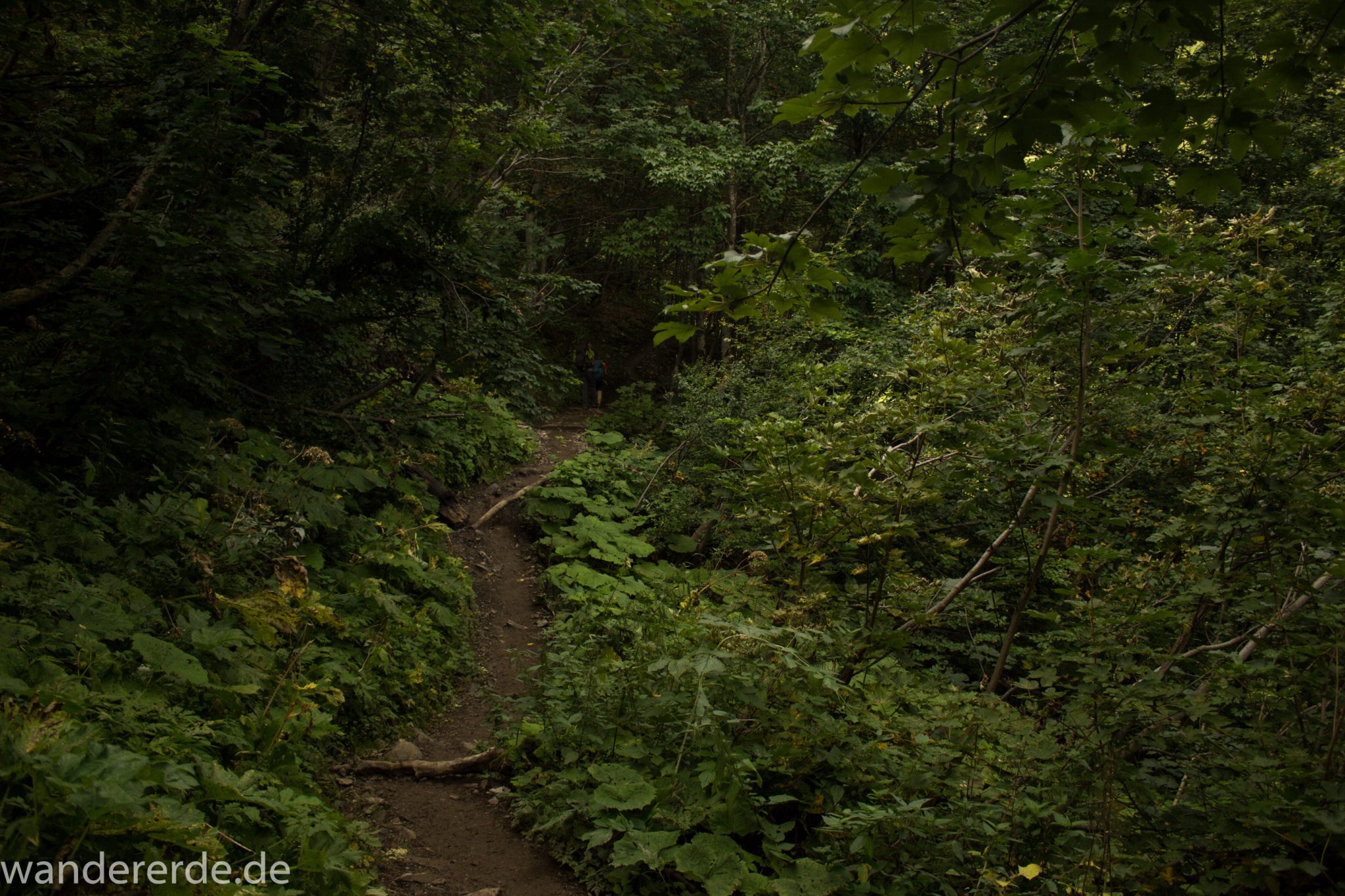 Alpenüberquerung Fernwanderweg E5 Oberstdorf Meran, 1. Etappe von Oberstdorf zur Kemptner Hütte, Wanderweg führt von der Spielmannsau bei Oberstdorf im Allgäu zur Kemptner Hütte  entlang eines schmalen Wanderpfads umgeben von saftig grüner Vegetation, beinahe wie im Dschungel, schöner, dichter Wald