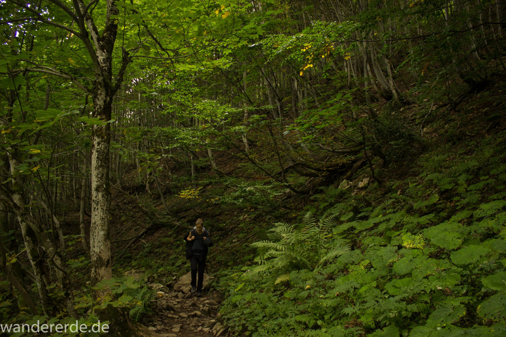Alpenüberquerung Fernwanderweg E5 Oberstdorf Meran, 1. Etappe von Oberstdorf zur Kemptner Hütte, Wanderweg führt von der Spielmannsau bei Oberstdorf im Allgäu zur Kemptner Hütte  entlang eines schmalen Wanderpfads über Stock und Stein, umgeben von saftig grüner Vegetation, beinahe wie im Dschungel, schöner, dichter Wald, Farne