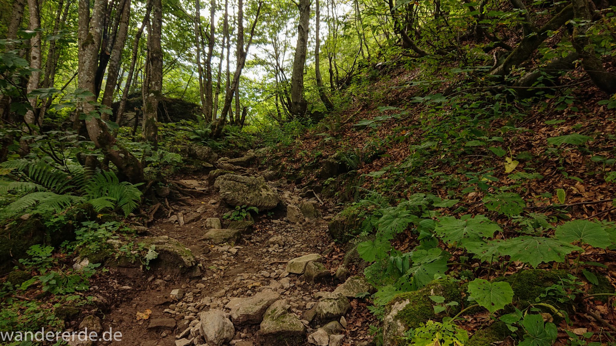 Alpenüberquerung Fernwanderweg E5 Oberstdorf Meran, 1. Etappe von Oberstdorf zur Kemptner Hütte, Wanderweg führt von der Spielmannsau bei Oberstdorf im Allgäu zur Kemptner Hütte  entlang eines schmalen Wanderpfads über Stock und Stein, umgeben von saftig grüner Vegetation, beinahe wie im Dschungel, schöner, dichter Wald, Farne