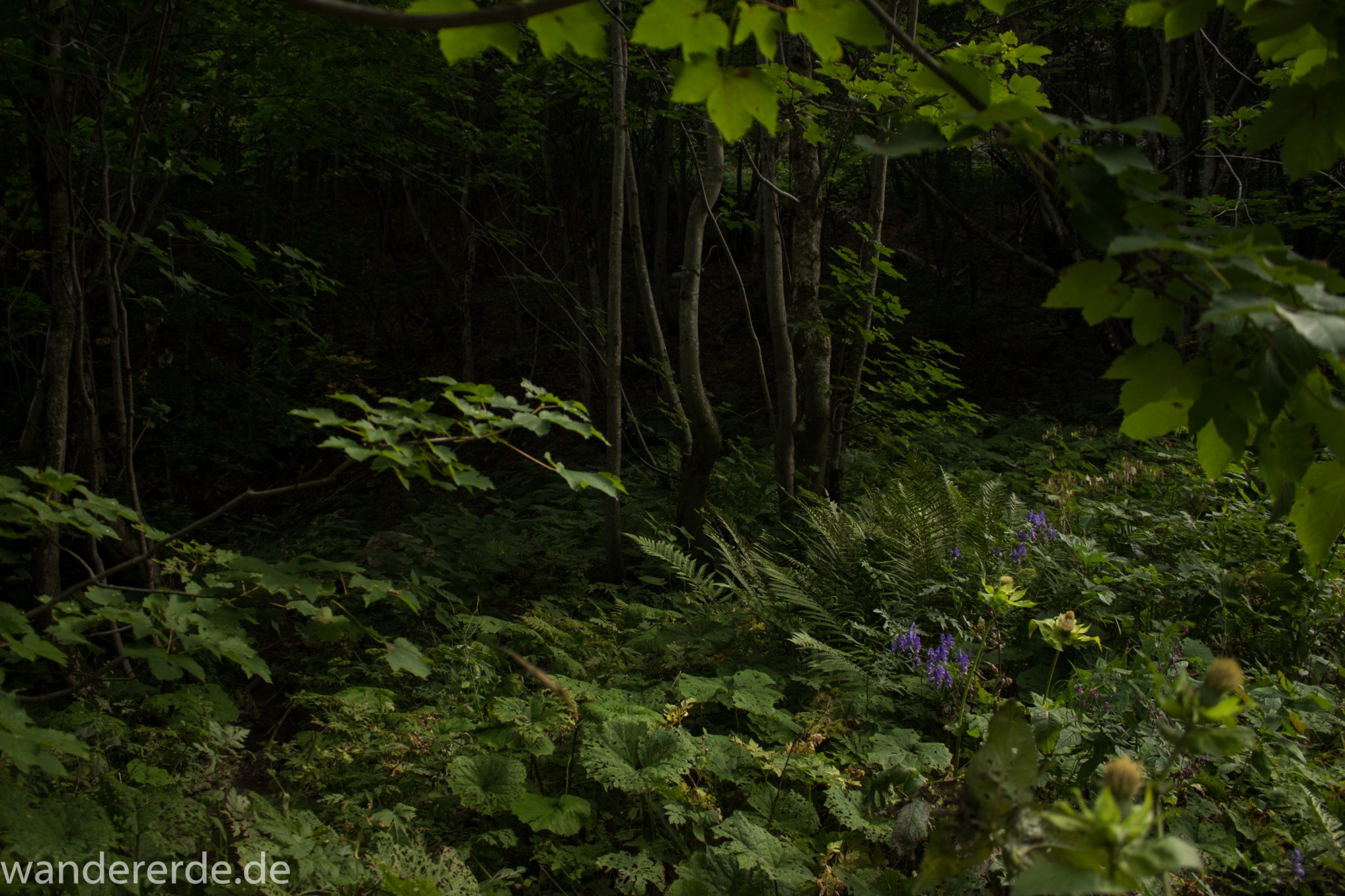 Alpenüberquerung Fernwanderweg E5 Oberstdorf Meran, 1. Etappe von Oberstdorf zur Kemptner Hütte, Wanderweg führt von der Spielmannsau bei Oberstdorf im Allgäu zur Kemptner Hütte  entlang eines schmalen Wanderpfads über Stock und Stein, umgeben von saftig grüner Vegetation, beinahe wie im Dschungel, schöner, dichter Wald, Farne