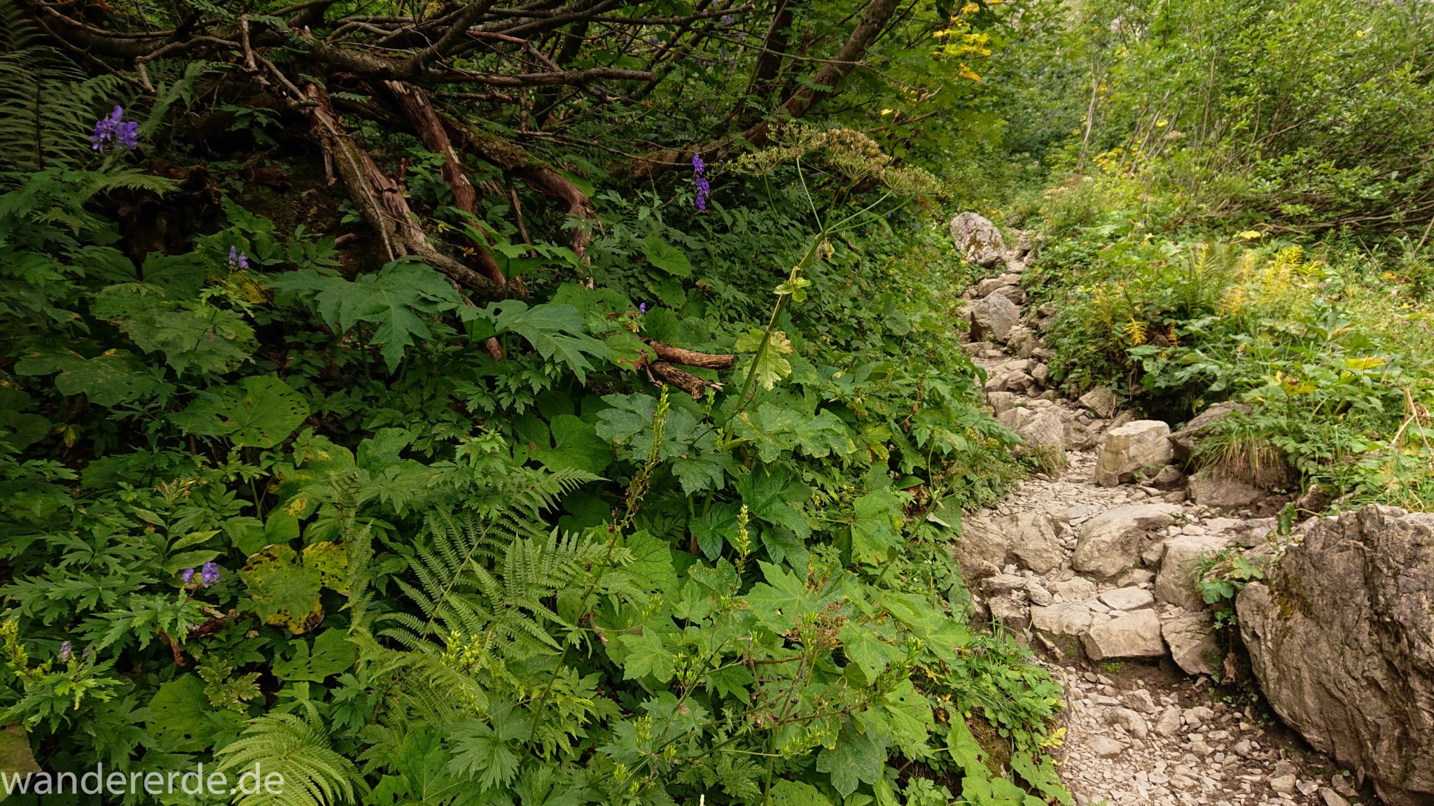 Alpenüberquerung Fernwanderweg E5 Oberstdorf Meran, 1. Etappe von Oberstdorf zur Kemptner Hütte, Wanderweg führt von der Spielmannsau bei Oberstdorf im Allgäu zur Kemptner Hütte entlang eines schmalen Wanderpfads über Stock und Stein, umgeben von saftig grüner Vegetation, beinahe wie im Dschungel, schöner, dichter Wald, Farne
