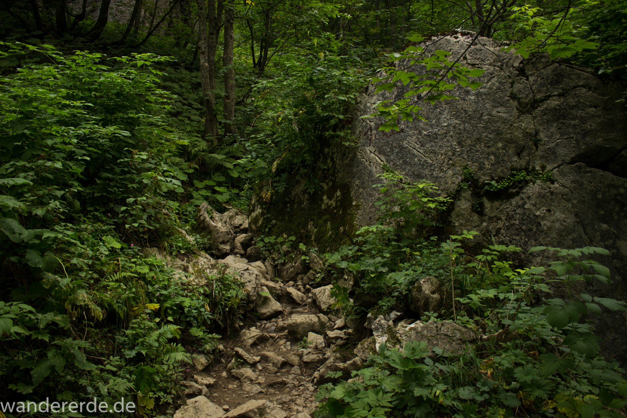 Alpenüberquerung Fernwanderweg E5 Oberstdorf Meran, 1. Etappe von Oberstdorf zur Kemptner Hütte, Wanderweg führt von der Spielmannsau bei Oberstdorf im Allgäu zur Kemptner Hütte entlang eines schmalen Wanderpfads über Stock und Stein, umgeben von saftig grüner Vegetation, beinahe wie im Dschungel, schöner, dichter Wald, Farne