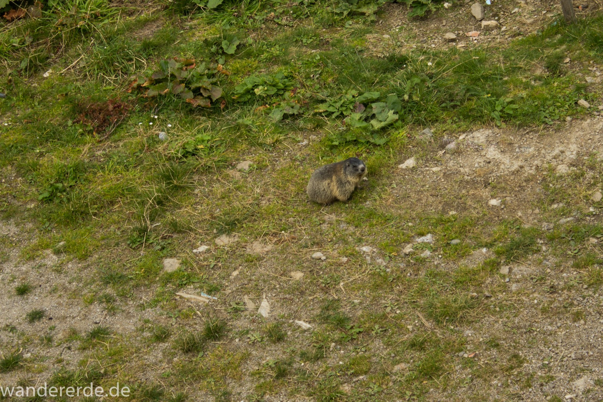 Alpenüberquerung Fernwanderweg E5 Oberstdorf Meran, 1. Etappe von Oberstdorf zur Kemptner Hütte, Wanderweg führt von der Spielmannsau bei Oberstdorf im Allgäu zur Kemptner Hütte entlang eines schmalen Wanderpfads, kleines süßes Murmeltier in der Nähe der Kemptner Hütte