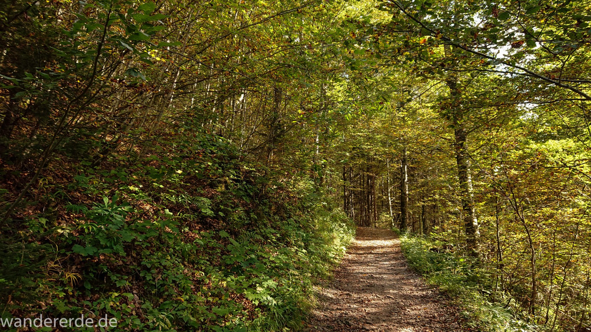 Alpenüberquerung Fernwanderweg E5 Oberstdorf Meran, 1. Etappe von Oberstdorf zur Kemptner Hütte, Wanderweg von Oberstdorf zur Spielmannsau führt durch schönen, dichten Wald bei Oberstdorf im Allgäu, Bayern