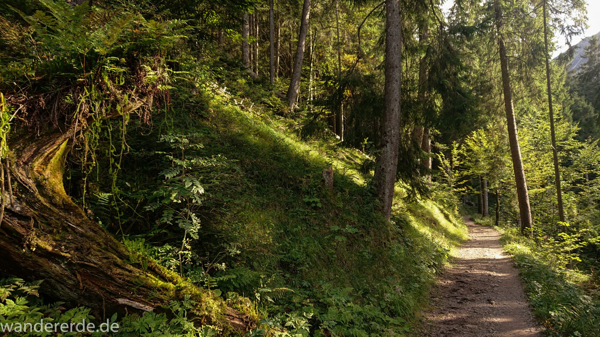 Alpenüberquerung Fernwanderweg E5 Oberstdorf Meran, 1. Etappe von Oberstdorf zur Kemptner Hütte, Wanderweg von Oberstdorf zur Spielmannsau führt durch schönen, dichten Wald bei Oberstdorf im Allgäu, Bayern