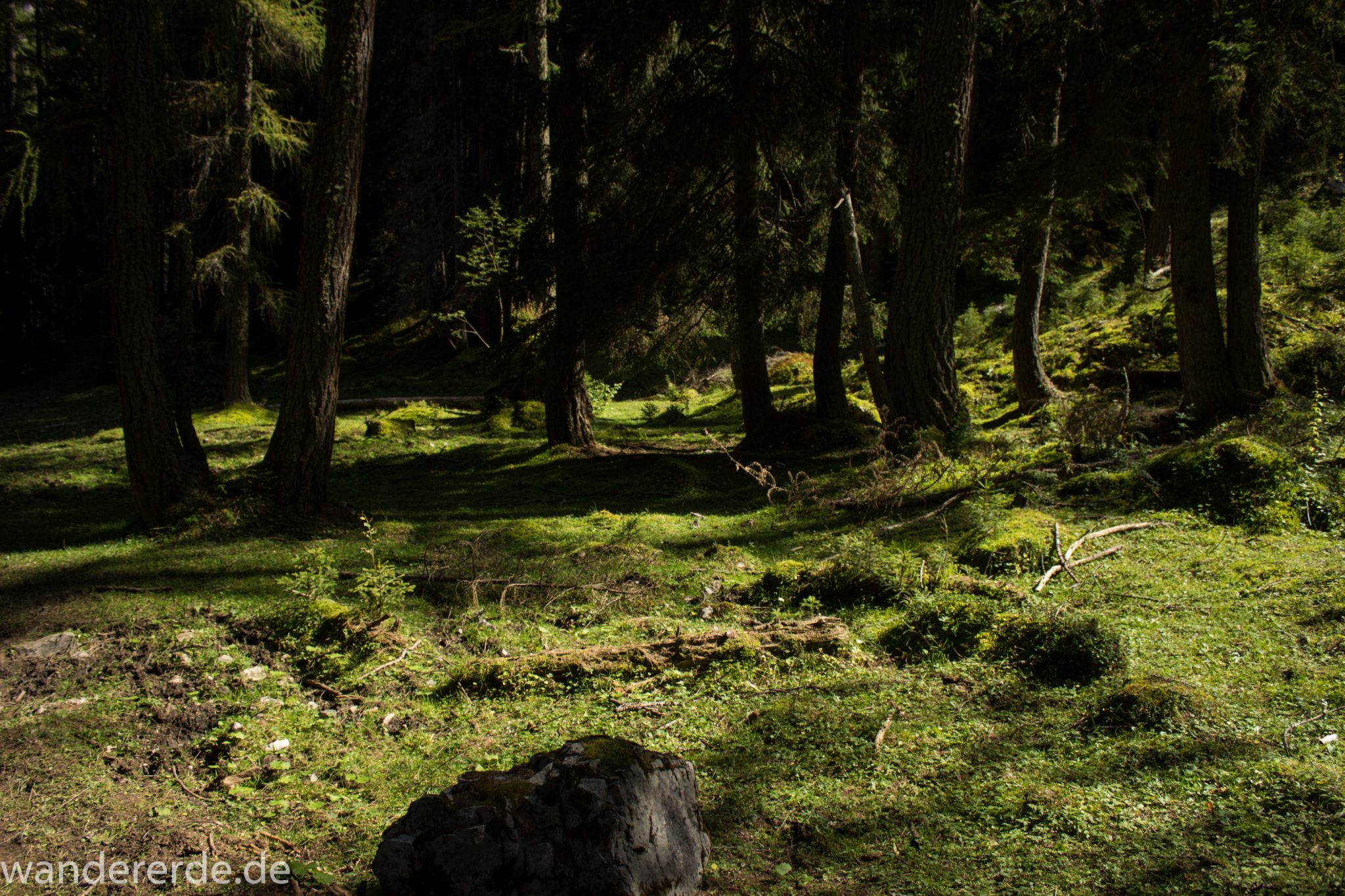 Alpenüberquerung Fernwanderweg E5 Oberstdorf Meran, 3. Etappe von Memminger Hütte zur Skihütte Zams, nach Erreichen der Seescharte folgt ein sehr langer Abstieg auf schmalem Wanderpfad Richtung Zams, Abschnitt durch einen schönen, dichten Wald, mit viel Moos bewachsener Waldboden