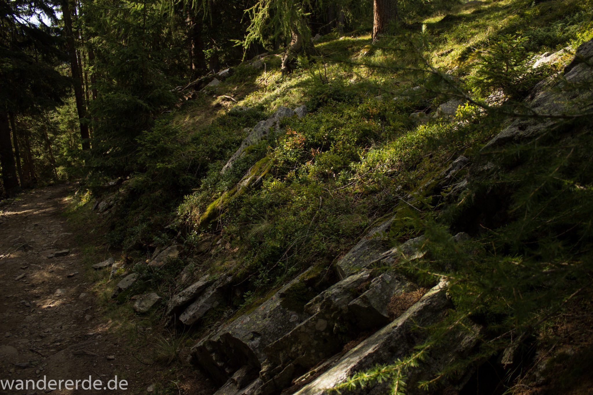 Alpenüberquerung Fernwanderweg E5 Oberstdorf Meran, 4. Etappe von Skihütte Zams zur Braunschweiger Hütte, von der Bergstation der Venet Bergbahn über Venetrundweg und dann auf breiterem Wanderweg weiter nach Wenns, durch schönen grünen Wald ist der Wanderweg hier nicht so steil abwärts, grüne Vegetation, herrliches Wanderwetter bei strahlendem Sonnenschein