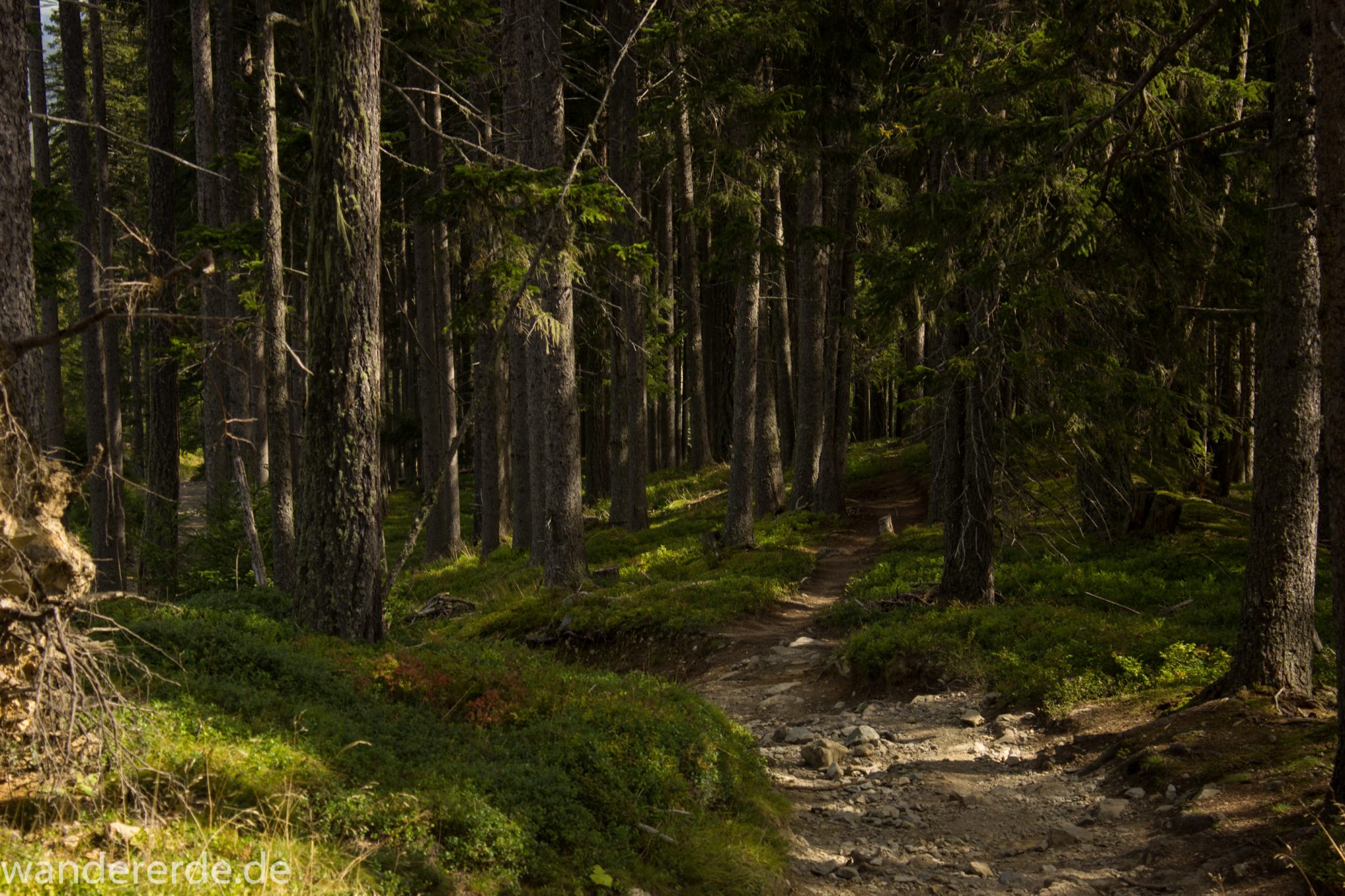 Alpenüberquerung Fernwanderweg E5 Oberstdorf Meran, 4. Etappe von Skihütte Zams zur Braunschweiger Hütte, von der Bergstation der Venet Bergbahn über Venetrundweg und dann auf schönem Wanderweg weiter nach Wenns durch schönen, dichten und grünen Wald ist der Wanderweg hier nicht so steil abwärts, grüne Vegetation, herrliches Wanderwetter bei strahlendem Sonnenschein