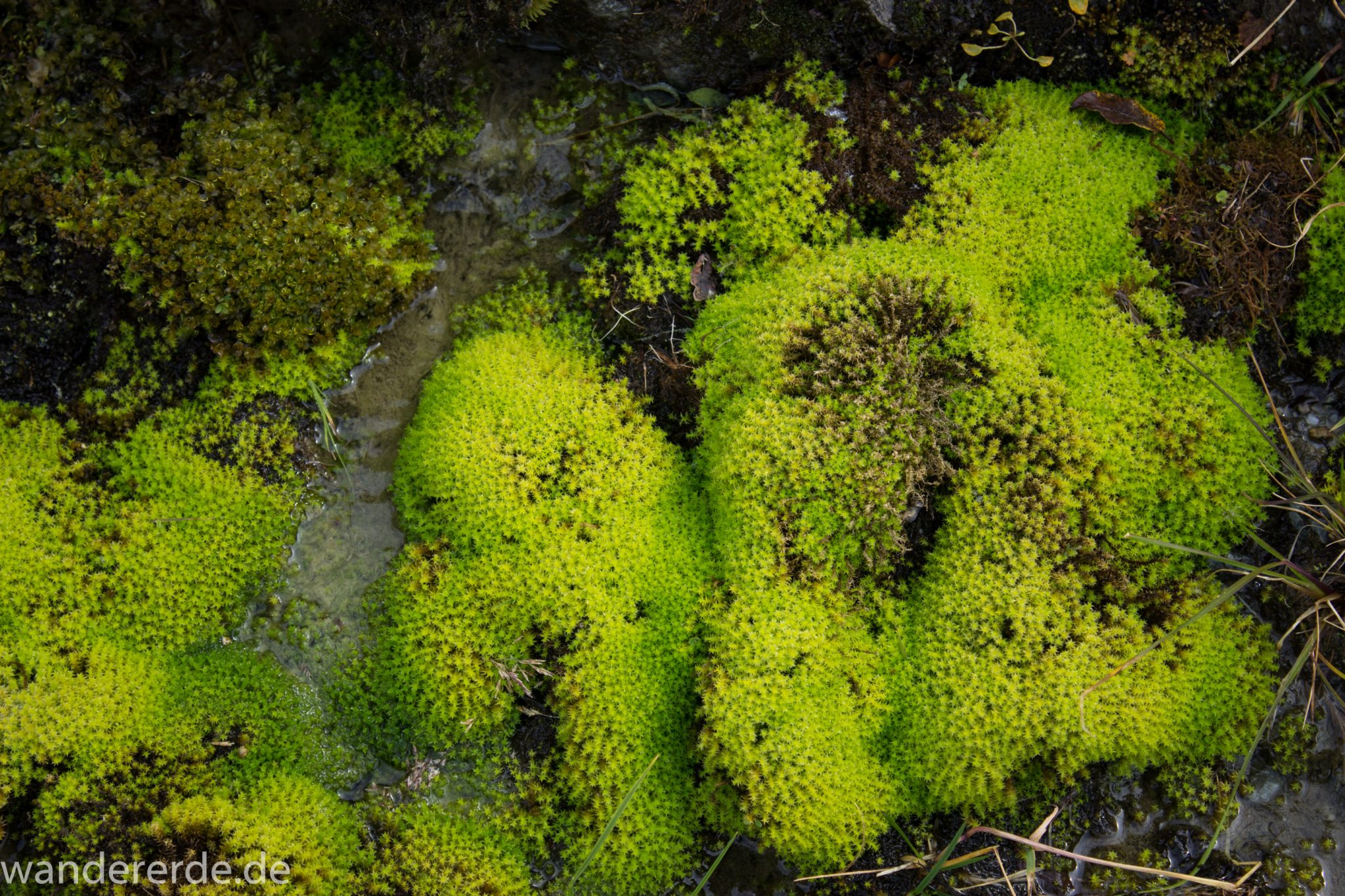 Alpenüberquerung Fernwanderweg E5 Oberstdorf Meran, 4. Etappe von Skihütte Zams zur Braunschweiger Hütte, Blick auf saftiges grünes Moos vom schönem und schmalem Wanderweg während Aufstieg zur Braunschweiger Hütte über Wasserfall Weg