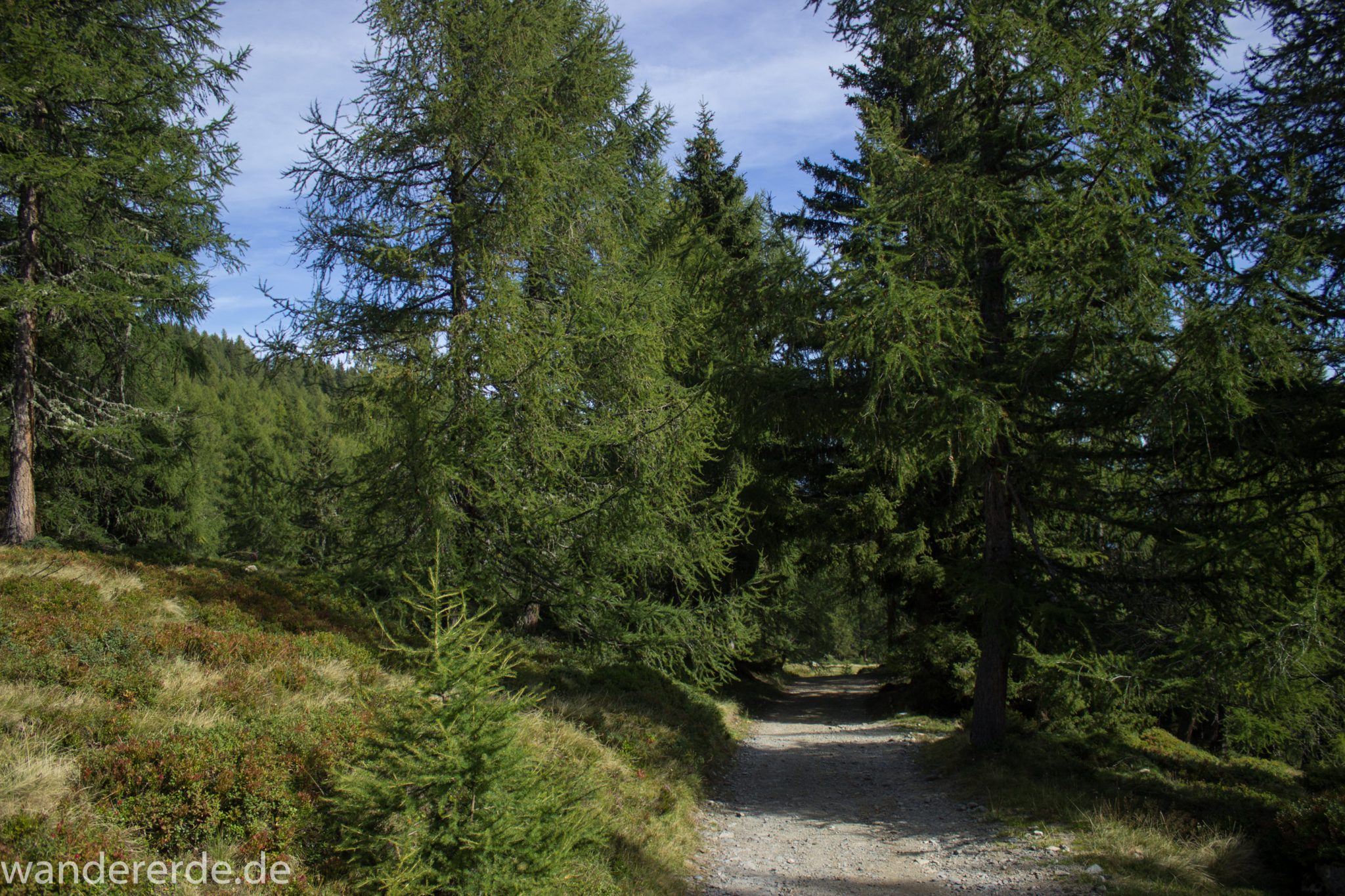Alpenüberquerung Fernwanderweg E5 Oberstdorf Meran, 4. Etappe von Skihütte Zams zur Braunschweiger Hütte, von der Bergstation der Venet Bergbahn über Venetrundweg und dann auf breiterem Wanderweg weiter nach Wenns, durch schönen grünen Wald ist der Wanderweg hier nicht so steil abwärts, grüne Vegetation, herrliches Wanderwetter bei strahlendem Sonnenschein