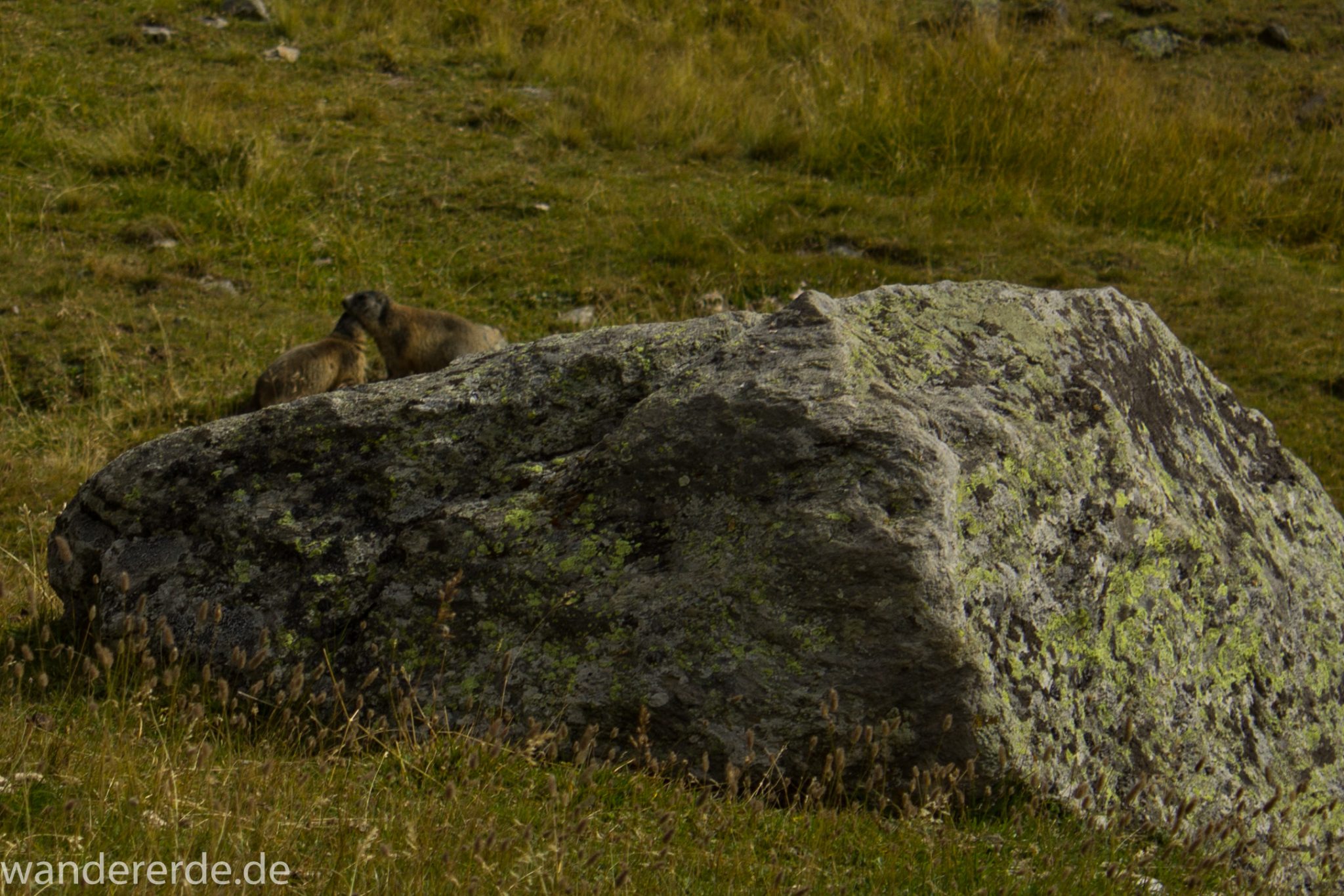 Alpenüberquerung Fernwanderweg E5 Oberstdorf Meran, 6. Etappe von Martin-Busch-Hütte nach Vernagt / Meran, nach dem Aufstieg zur Similaun-Hütte auf der letzten Etappe der Alpenüberquerung auf dem E5 verläuft der Wanderweg steil abwärts Richtung Vernagt im Schnalstal,  Blick auf zwei Murmeltiere hinter einem Stein