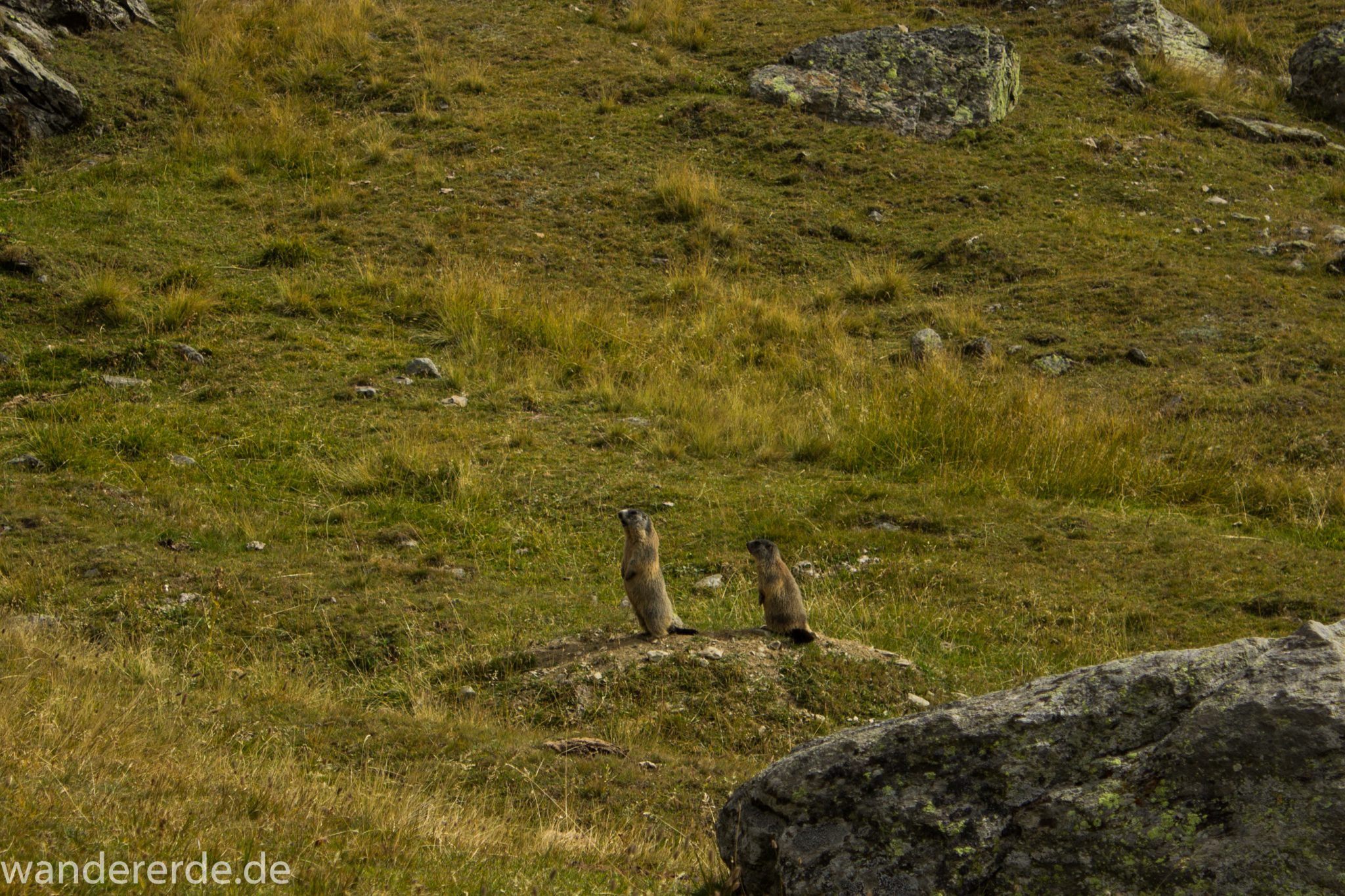 Alpenüberquerung Fernwanderweg E5 Oberstdorf Meran, 6. Etappe von Martin-Busch-Hütte nach Vernagt / Meran, nach dem Aufstieg zur Similaun-Hütte auf der letzten Etappe der Alpenüberquerung auf dem E5 verläuft der Wanderweg steil abwärts Richtung Vernagt im Schnalstal,  Blick auf zwei sehr süße Murmeltiere die hintereinander stehen