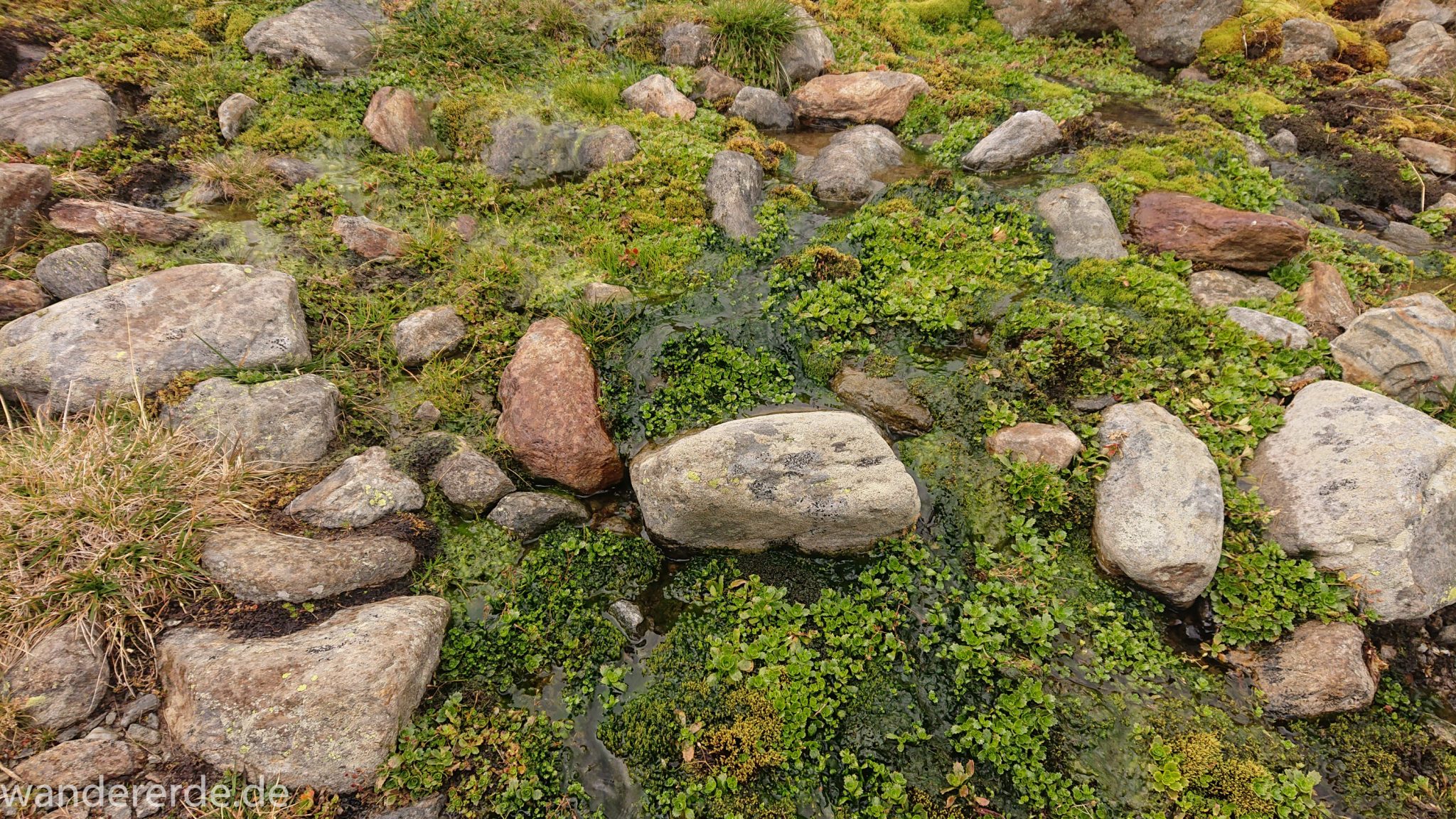 Alpenüberquerung Fernwanderweg E5 Oberstdorf Meran, 6. Etappe von Martin-Busch-Hütte nach Vernagt / Meran, die letzte Etappe der Alpenüberquerung auf dem E5 startet mit dem Aufstieg zur Similaun-Hütte, dem höchsten Punkt der gesamten Alpenüberquerung, Wanderweg verläuft zunächst gering ansteigend neben einem Bach, Blick auf Steine und Moos