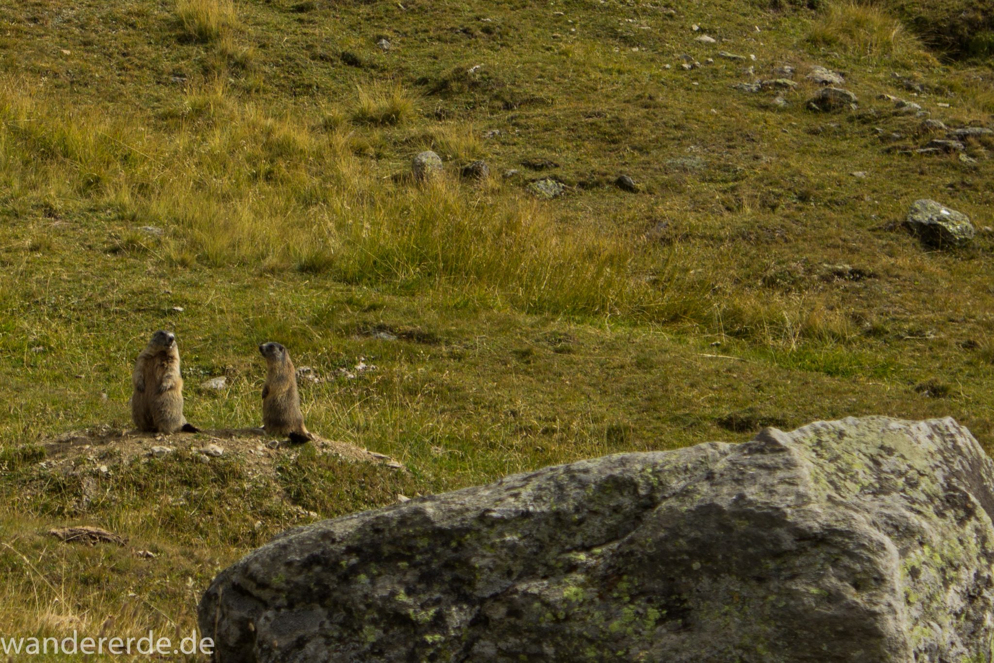 Alpenüberquerung Fernwanderweg E5 Oberstdorf Meran, 6. Etappe von Martin-Busch-Hütte nach Vernagt / Meran, nach dem Aufstieg zur Similaun-Hütte auf der letzten Etappe der Alpenüberquerung auf dem E5 verläuft der Wanderweg steil abwärts Richtung Vernagt im Schnalstal,  Blick auf zwei sehr süße Murmeltiere die sich angucken