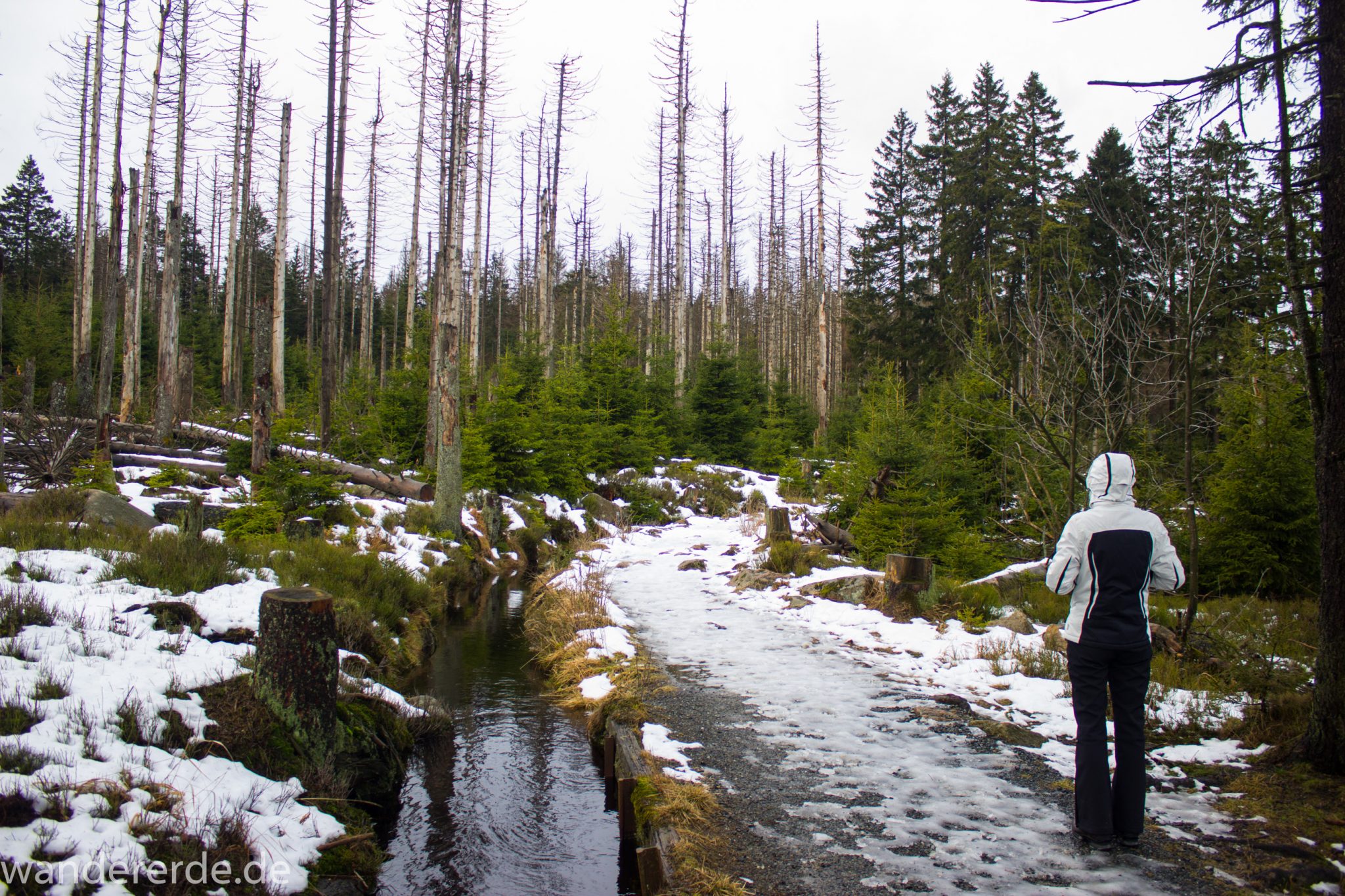 Wanderung zum Brocken über Goetheweg ab Torfhaus, Wanderung im Harz in Niedersachsen, Wanderweg mit Blick auf Oberharzer Wasserregal, umringt von kargem Wald, Schnee auf Wanderweg beginnt zu schmelzen