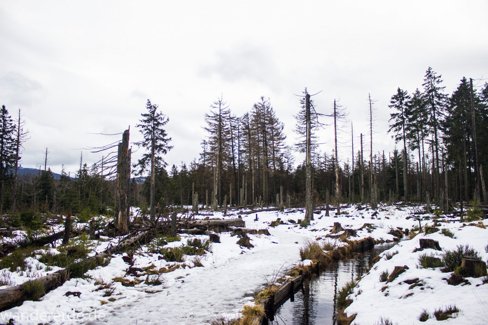 Wanderung zum Brocken über Goetheweg ab Torfhaus, Wanderung im Harz in Niedersachsen, Wanderweg mit Blick auf Oberharzer Wasserregal, umringt von kargem Wald, Schnee auf Wanderweg beginnt zu schmelzen