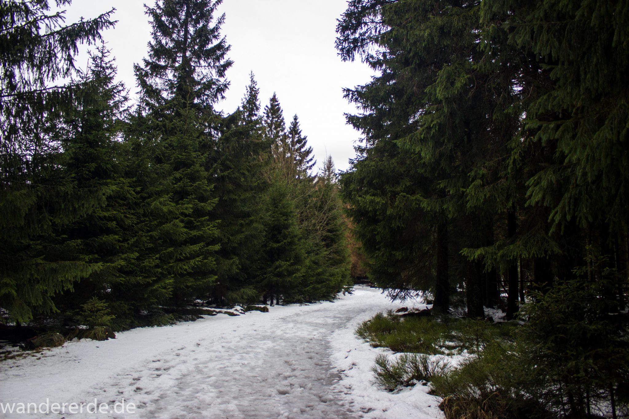 Wanderung zum Brocken über Goetheweg ab Torfhaus, Wanderung im Harz in Niedersachsen, Wanderweg umgeben von schönem dichtem Wald mit vielen Nadelbäumen, Reste von Schnee schmelzen, winterliche Atmosphäre