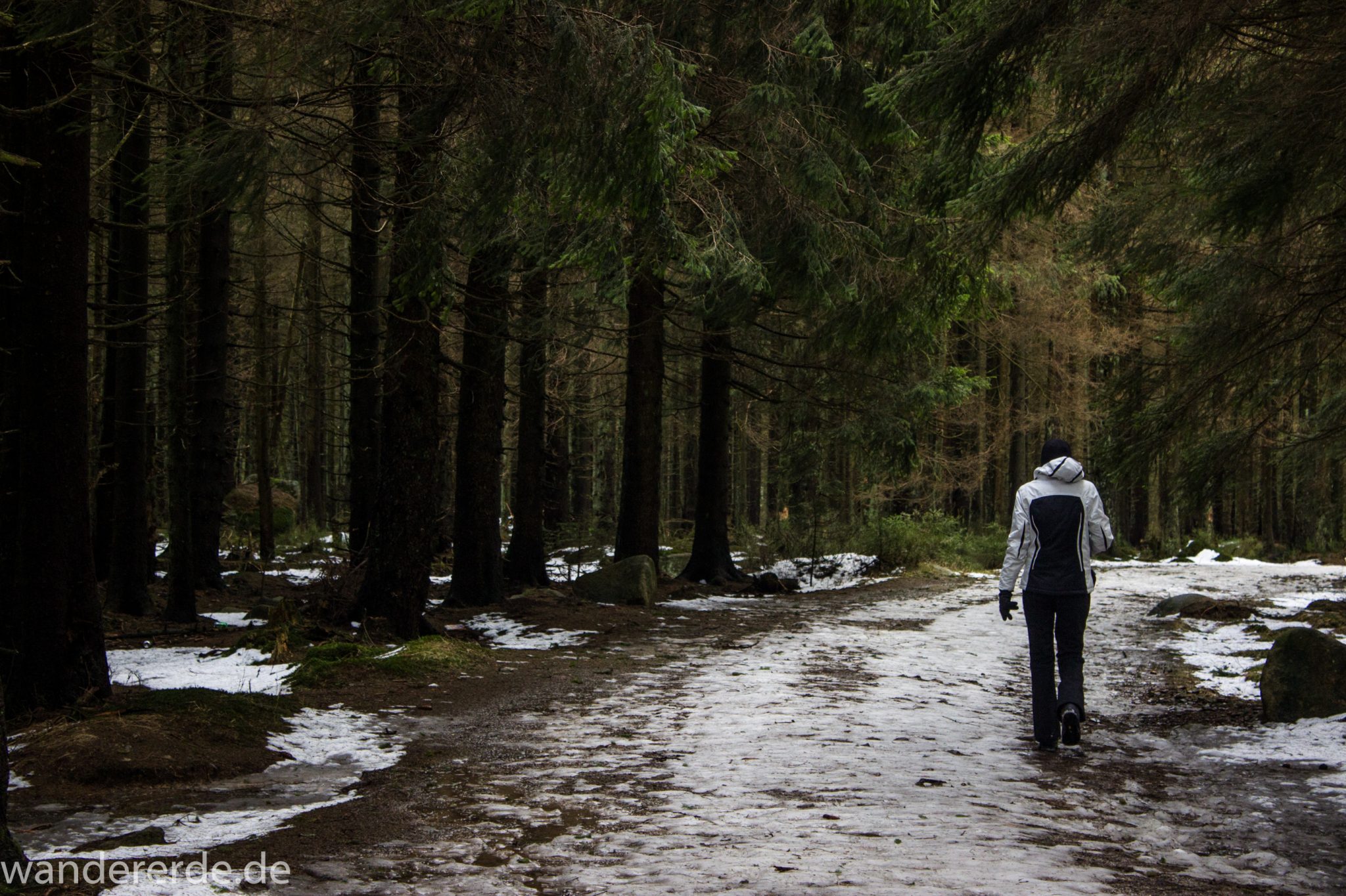 Wanderung zum Brocken über Goetheweg ab Torfhaus, Wanderung im Harz in Niedersachsen, Wanderweg umgeben von schönem dichtem Wald mit vielen Nadelbäumen, Reste von Schnee schmelzen, Wanderer auf Wanderweg