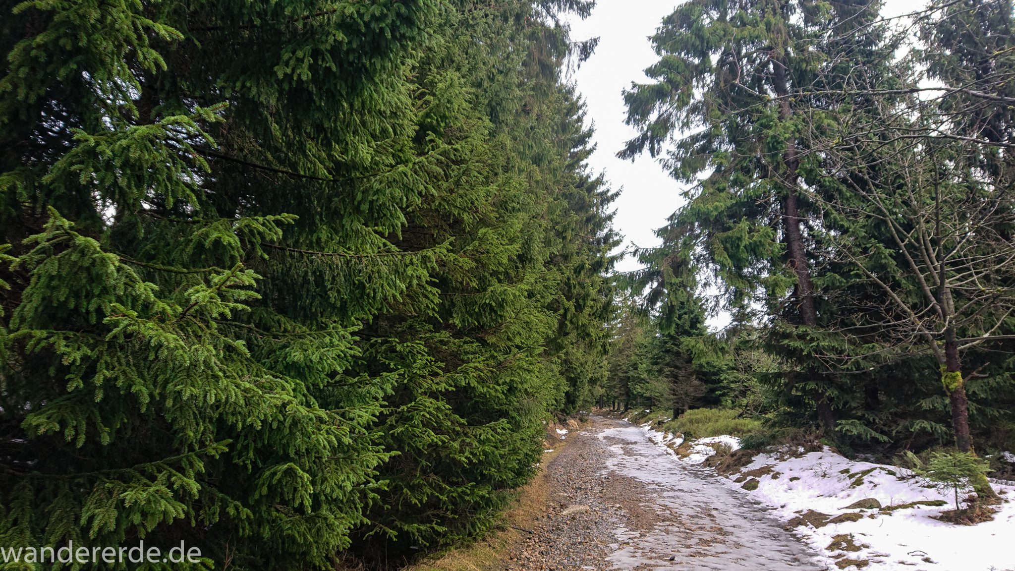 Wanderung zum Brocken über Goetheweg ab Torfhaus, Wanderung im Harz in Niedersachsen, Wanderweg durch schönen dichten Wald, Reste von Schnee