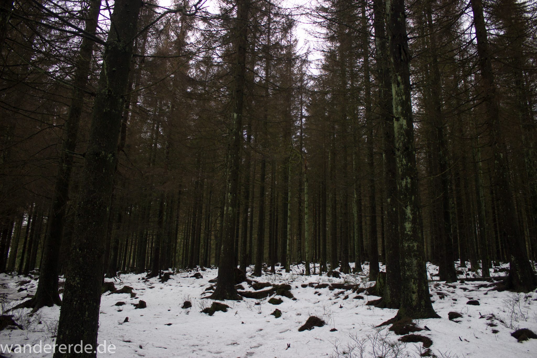 Wanderung zum Brocken über Goetheweg ab Torfhaus, Wanderung im Harz in Niedersachsen, Blick auf Winterwald mit Schnee und kahlen Bäumen