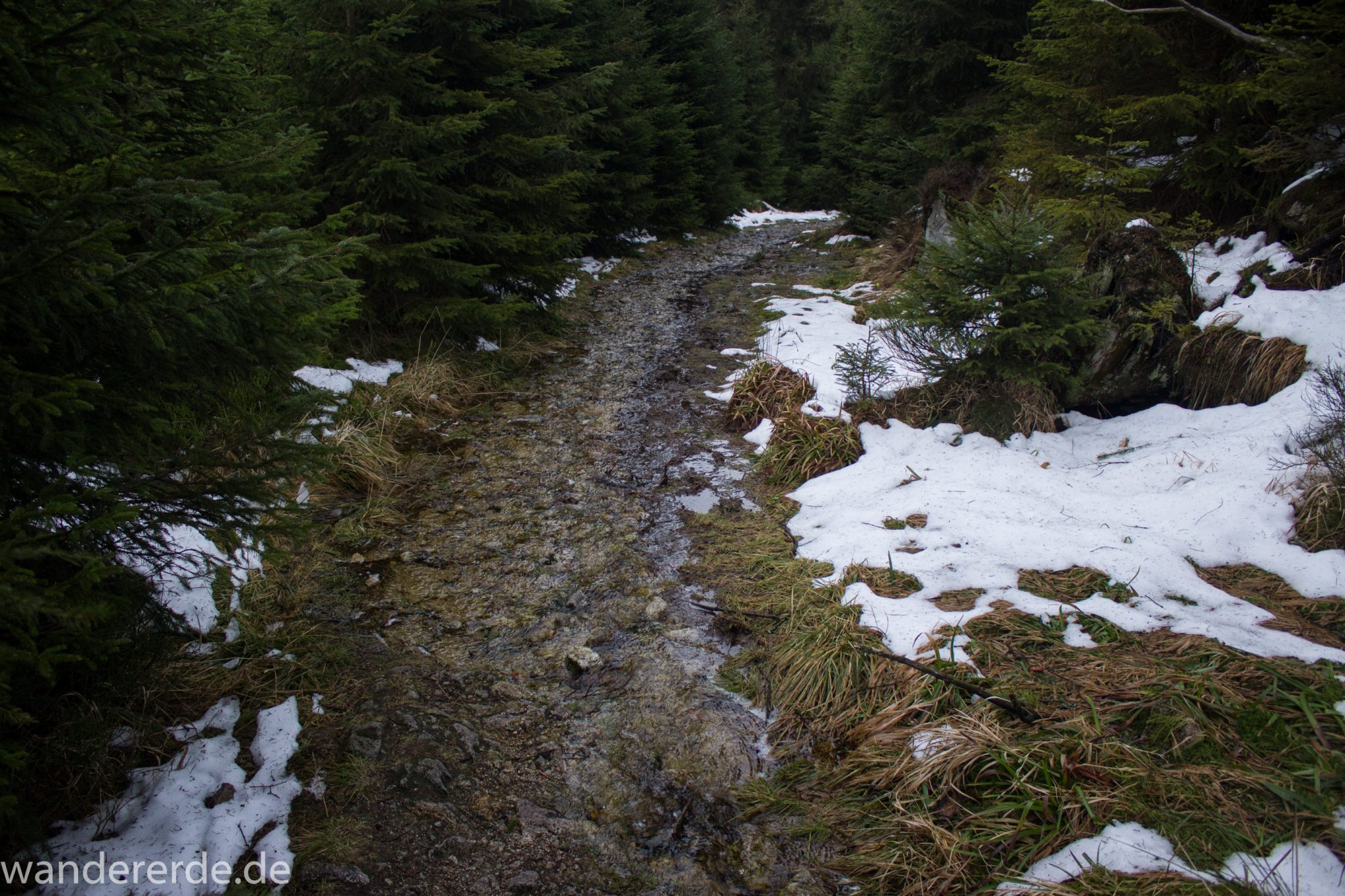 Wanderung zum Brocken über Goetheweg ab Torfhaus, Wanderung im Harz in Niedersachsen, Wanderweg auf Berg Brocken in Sachsen-Anhalt, Reste von Schnee schmelzen, von Brocken zurück zum Torfhaus über den Wanderweg durch das Eckertal, Fluss Ecker fließt mal mehr und mal weniger über den schmalen Wanderweg, umgeben von schönem, dichtem Wald, im Winter bei Schneeschmelze also unbedingt wasserdichte Schuhe