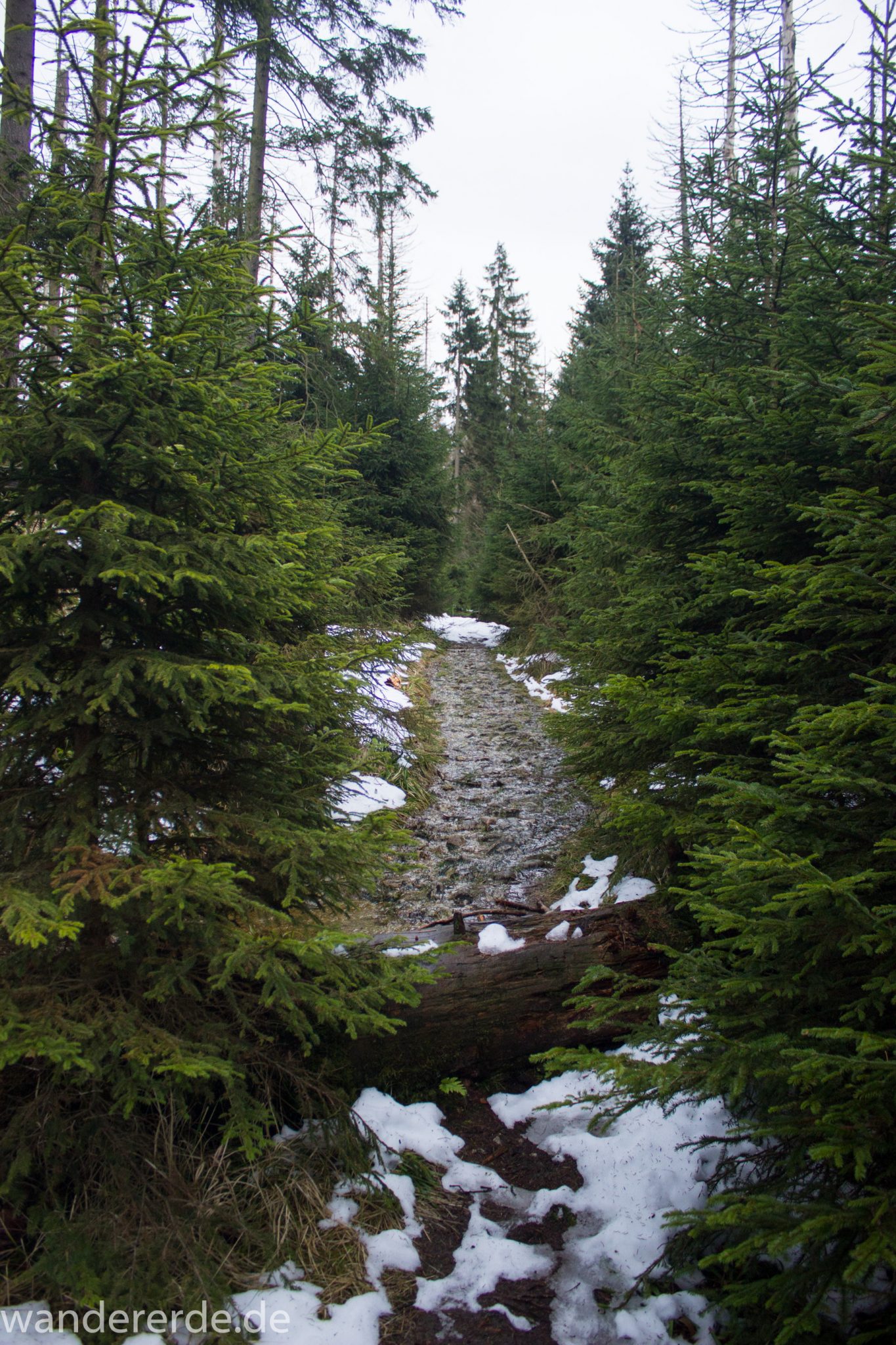 Wanderung zum Brocken über Goetheweg ab Torfhaus, Wanderung im Harz in Niedersachsen, Wanderweg auf Berg Brocken in Sachsen-Anhalt, Reste von Schnee schmelzen, von Brocken zurück zum Torfhaus über den Wanderweg durch das Eckertal, Fluss Ecker fließt mal mehr und mal weniger über den schmalen Wanderweg, umgeben von schönem, dichtem Wald, im Winter bei Schneeschmelze also unbedingt wasserdichte Schuhe