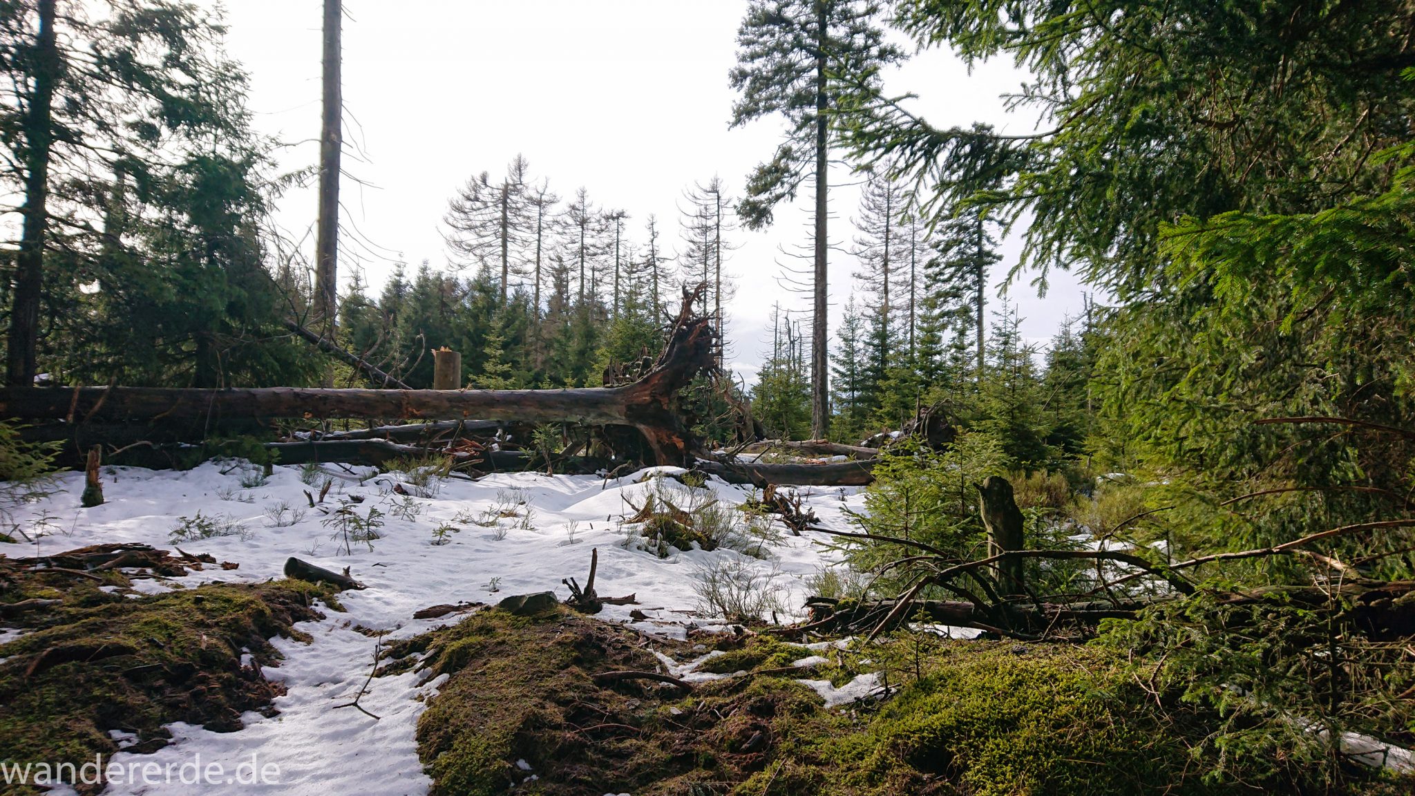 Wanderung zum Brocken über Goetheweg ab Torfhaus, Wanderung im Harz in Niedersachsen, Wanderweg umringt von schönem Wald, Schnee beginnt zu schmelzen, Moos, umgefallene Bäume