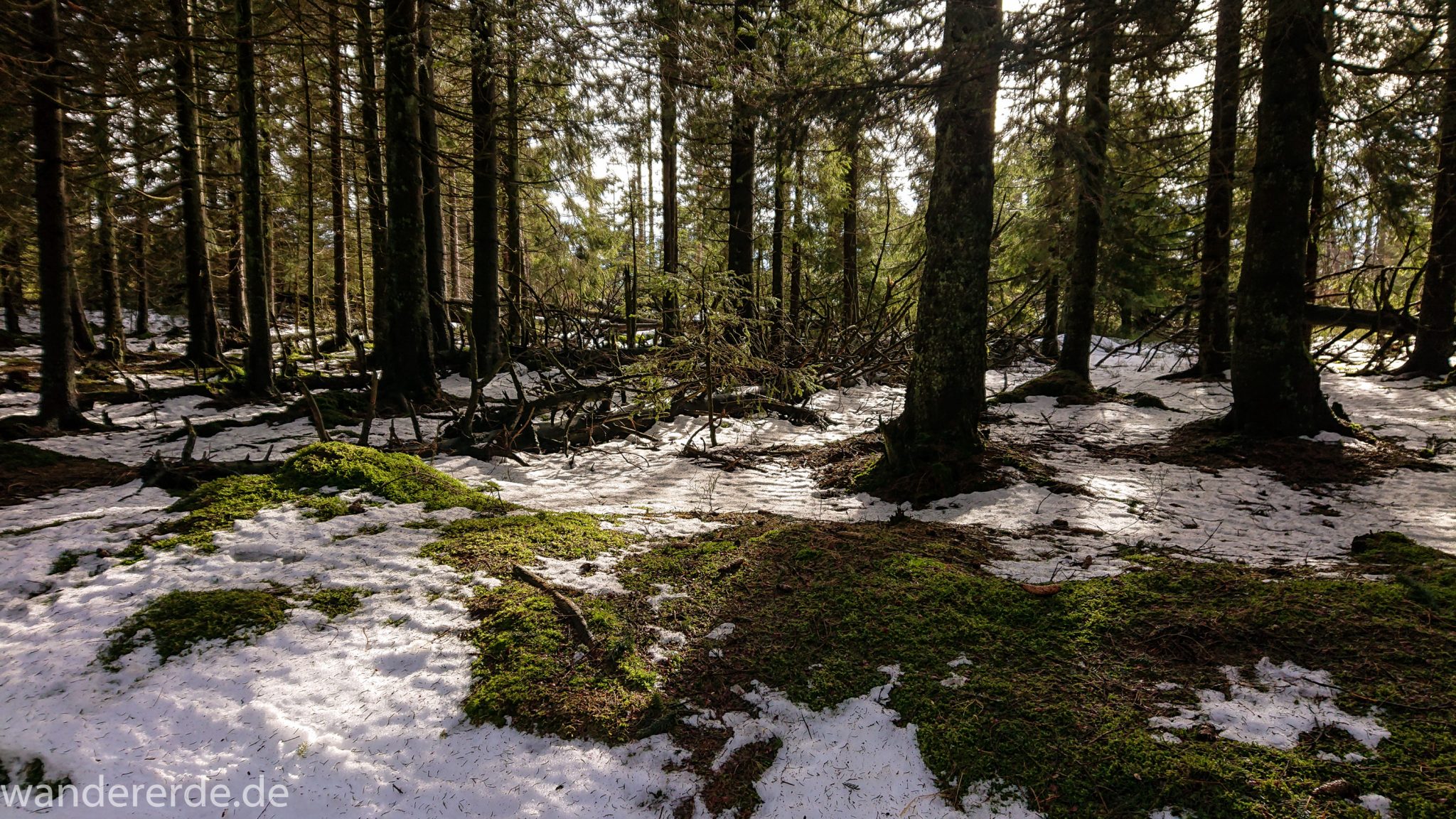 Wanderung zum Brocken über Goetheweg ab Torfhaus, Wanderung im Harz in Niedersachsen, Wanderweg umringt von schönem Wald, mit Moos bedeckter Waldboden, Schnee auf Wanderweg beginnt zu schmelzen