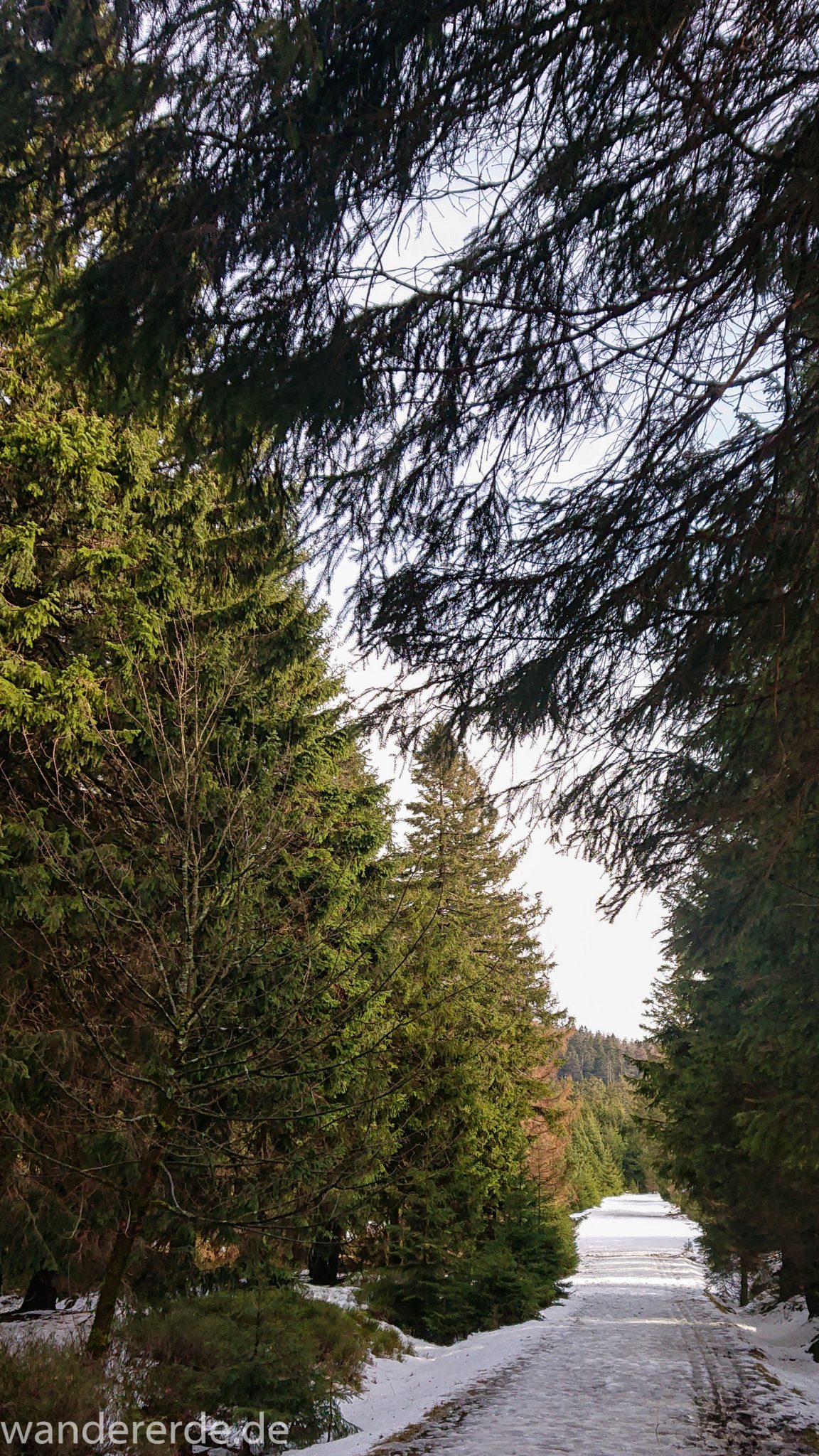 Wanderung zum Brocken über Goetheweg ab Torfhaus, Wanderung im Harz in Niedersachsen, Wanderweg umringt von schönem Wald, Schnee auf Wanderweg beginnt zu schmelzen, Sonne scheint