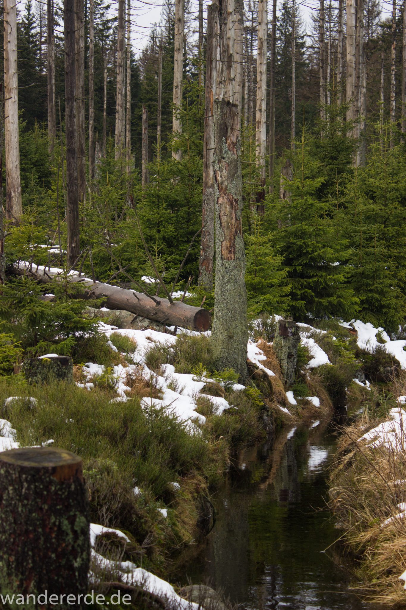 Wanderung zum Brocken über Goetheweg ab Torfhaus, Wanderung im Harz in Niedersachsen, Wanderweg mit Blick auf Oberharzer Wasserregal, umringt von Wald mit Nadelbäumen, Schnee beginnt zu schmelzen
