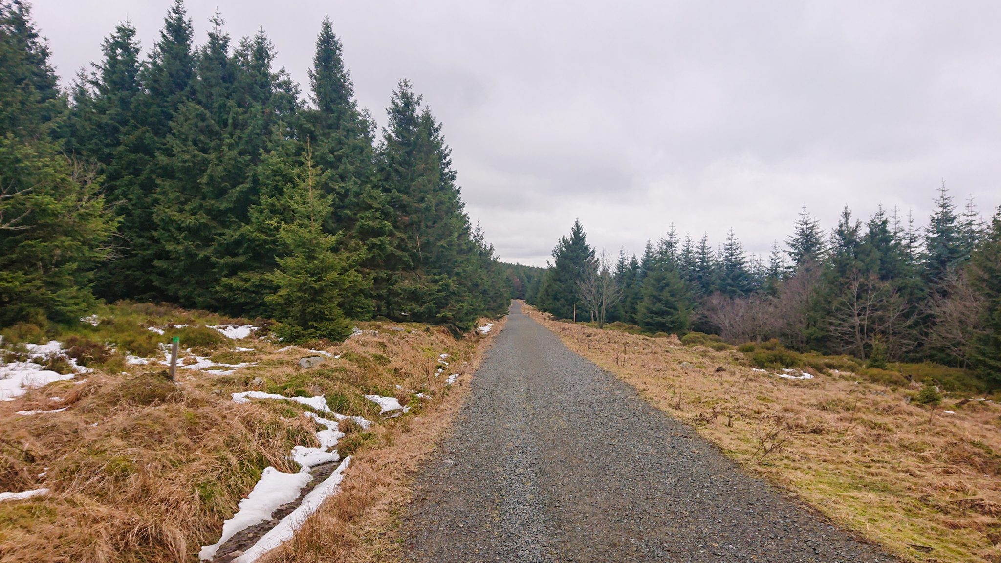 Wanderung im Harz bei Torfhaus: Wolfswarte, Siebertal und Oberharzer Wasserregal in Niedersachsen, beim Parkplatz Wolfswarte beginnt die Wanderung, breiterer Wanderweg, Nadelbäume umgeben den We