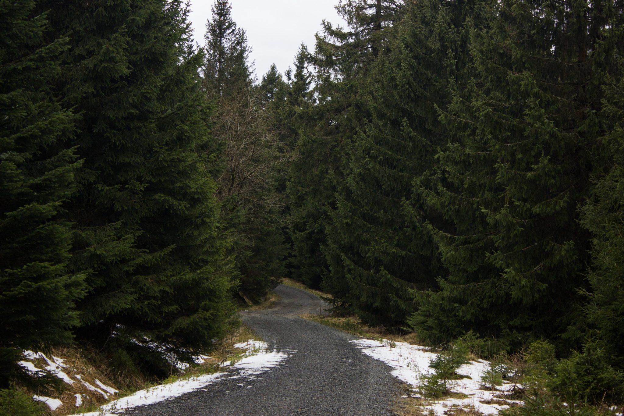 Wanderung im Harz bei Torfhaus: Wolfswarte, Siebertal und Oberharzer Wasserregal in Niedersachsen, schmaler Wanderweg umgeben von dichten Nadelwäldern, Schneereste schmelzen
