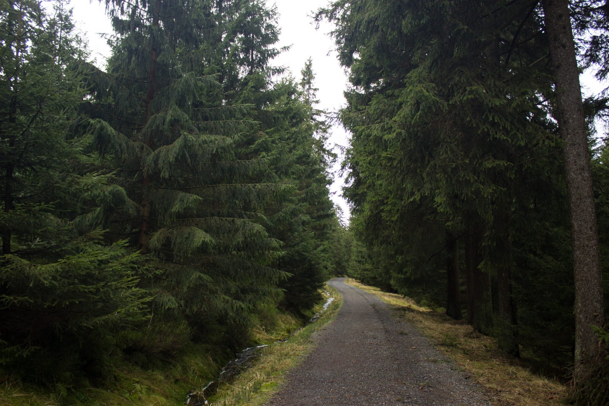 Wanderung im Harz bei Torfhaus: Wolfswarte, Siebertal und Oberharzer Wasserregal in Niedersachsen, schmaler Wanderweg umgeben von dichten Nadelwäldern