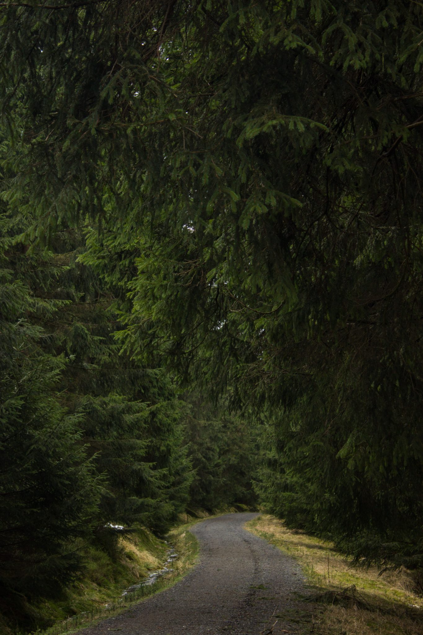 Wanderung im Harz bei Torfhaus: Wolfswarte, Siebertal und Oberharzer Wasserregal in Niedersachsen, schmaler Wanderweg umgeben von dichten Nadelwäldern
