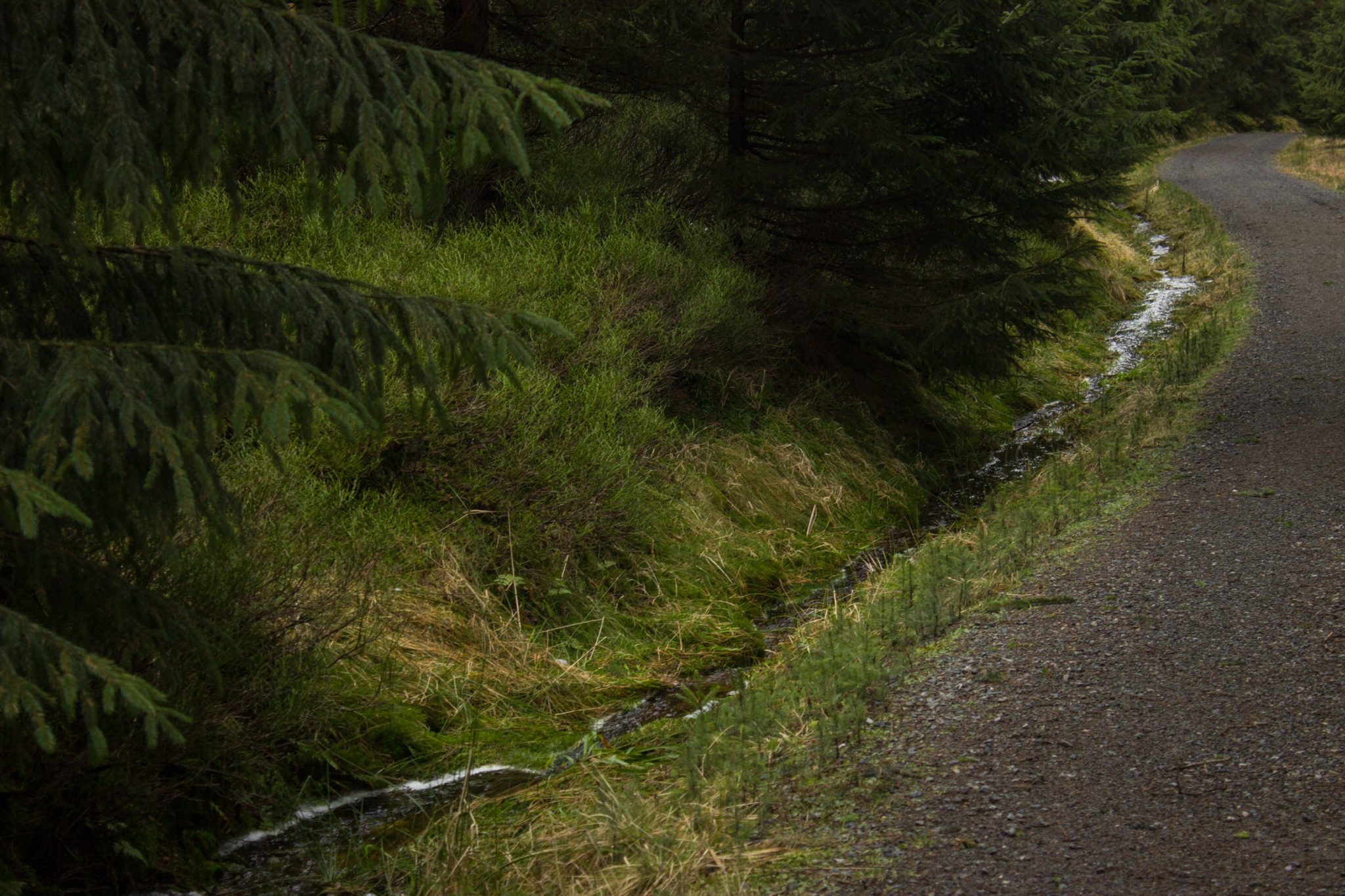 Wanderung im Harz bei Torfhaus: Wolfswarte, Siebertal und Oberharzer Wasserregal in Niedersachsen, schmaler Wanderweg umgeben von dichten Nadelwäldern, Schneereste schmelzen