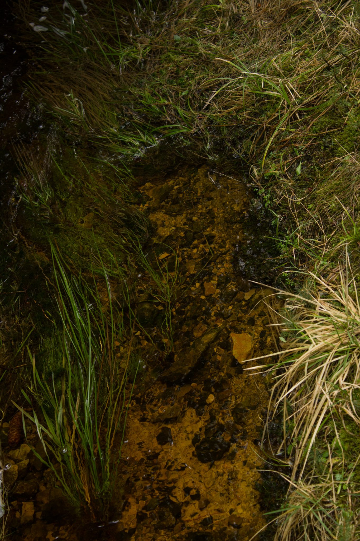 Wanderung im Harz bei Torfhaus: Wolfswarte, Siebertal und Oberharzer Wasserregal in Niedersachsen, Schneereste schmelzen neben dem Wanderweg und lassen kleinen Bach entstehen
