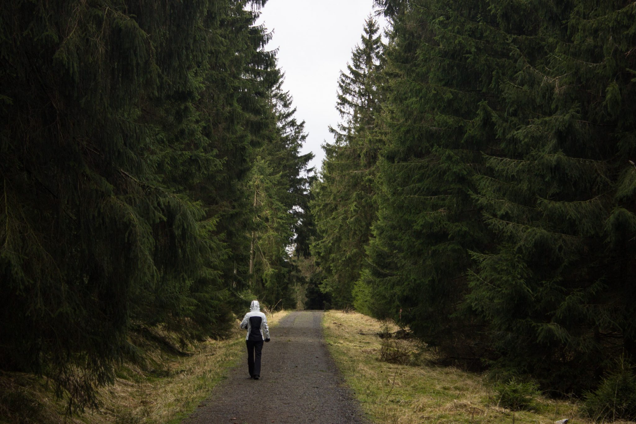 Wanderung im Harz bei Torfhaus: Wolfswarte, Siebertal und Oberharzer Wasserregal in Niedersachsen, schöner Wanderweg umgeben von dichten Nadelwäldern, Wanderer auf Wanderweg