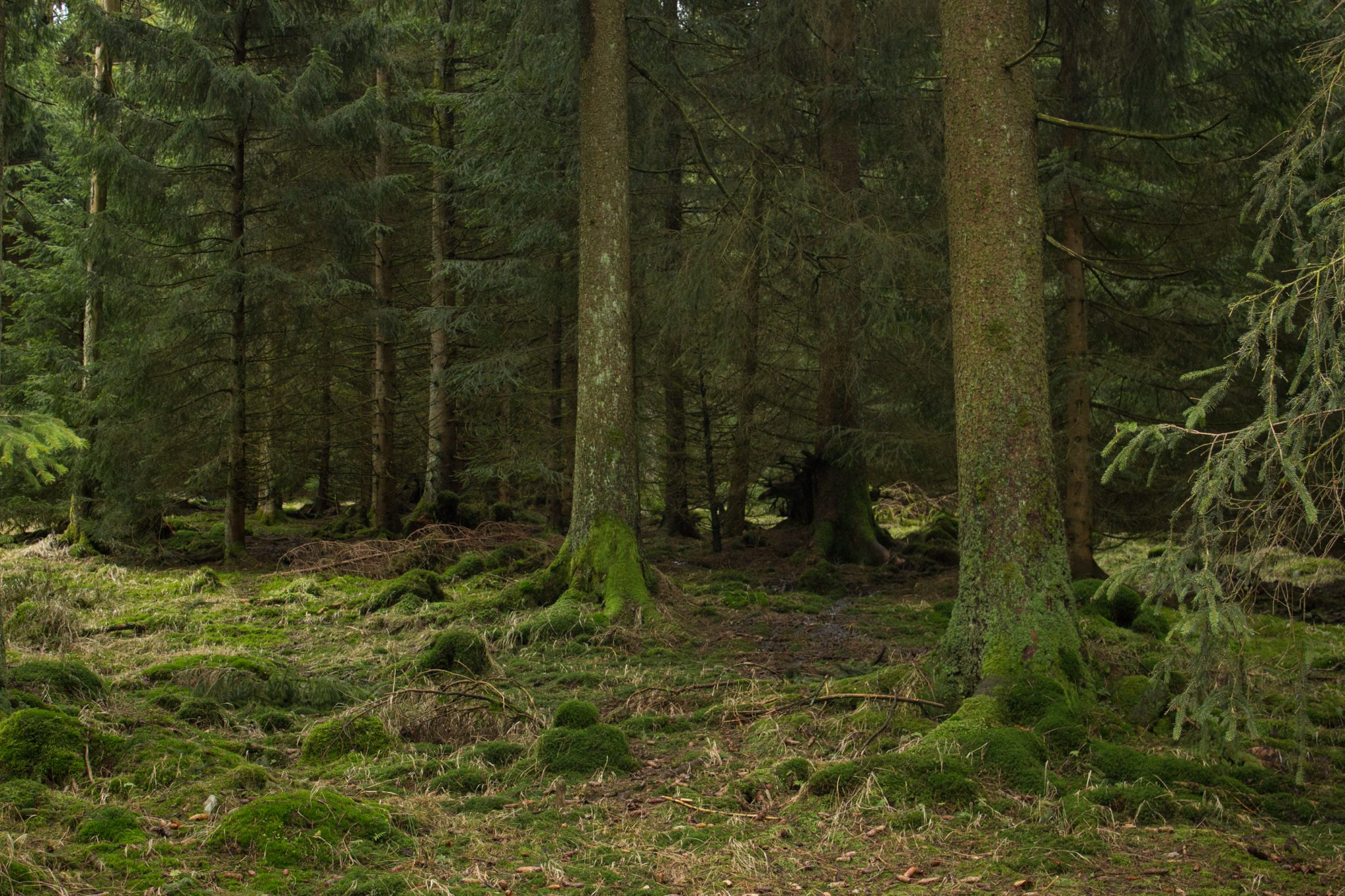 Wanderung im Harz bei Torfhaus: Wolfswarte, Siebertal und Oberharzer Wasserregal in Niedersachsen, Wanderweg umgeben von dichten Nadelwäldern, moosbedeckter Waldboden