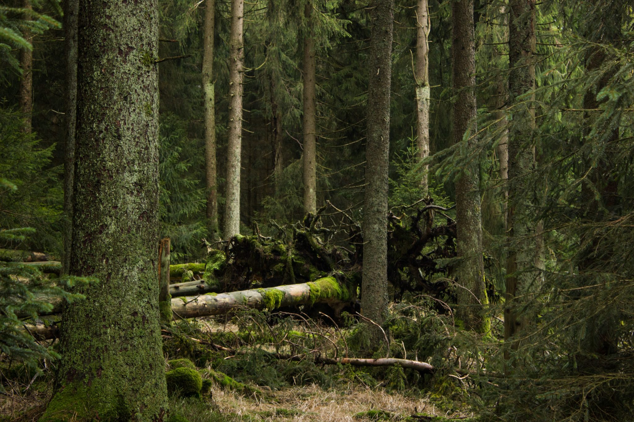 Wanderung im Harz bei Torfhaus: Wolfswarte, Siebertal und Oberharzer Wasserregal in Niedersachsen, Wanderweg umgeben von dichten Nadelwäldern, moosbedeckter Waldboden, umgefallene Bäume