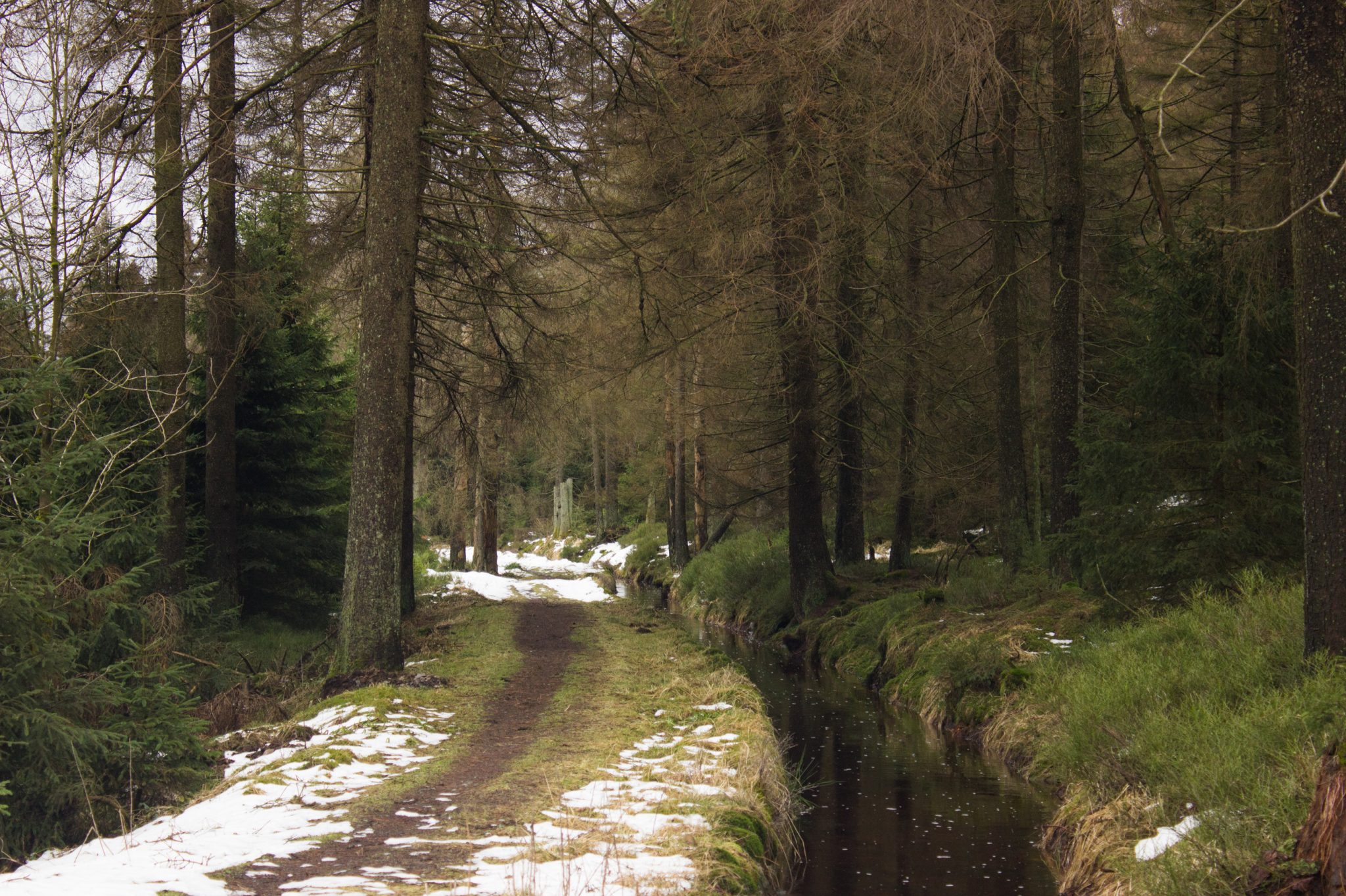 Wanderung im Harz bei Torfhaus: Wolfswarte, Siebertal und Oberharzer Wasserregal in Niedersachsen, UNESCO Weltkulturerbe Oberharzer Wasserregal, Clausthaler Flutgraben mit schmalem Wanderweg umgeben von Nadelwäldern