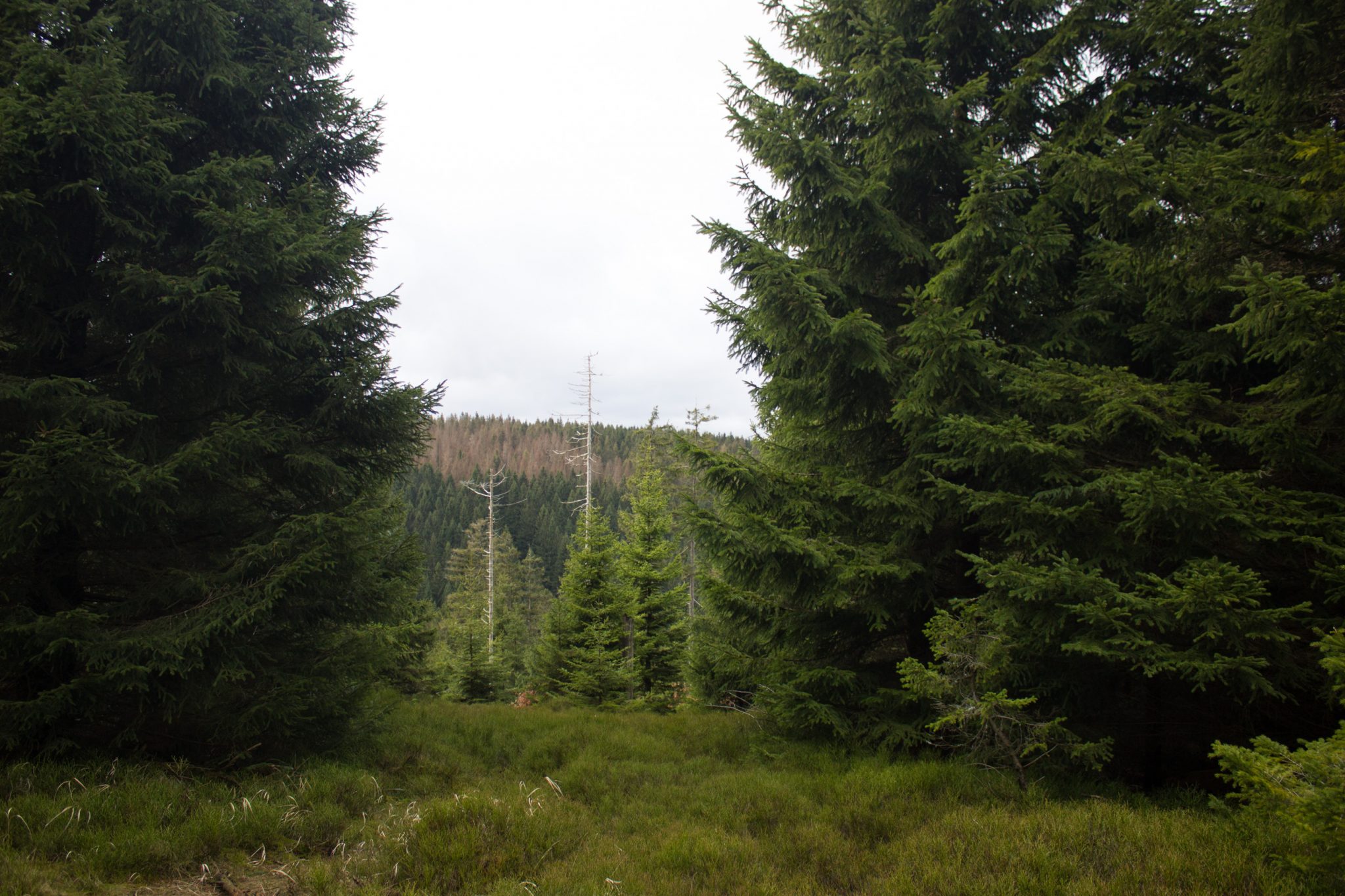 Wanderung im Harz bei Torfhaus: Wolfswarte, Siebertal und Oberharzer Wasserregal in Niedersachsen, schmaler Wanderweg umgeben von dichten Nadelwäldern mit Aussicht auf umliegende Landschaft