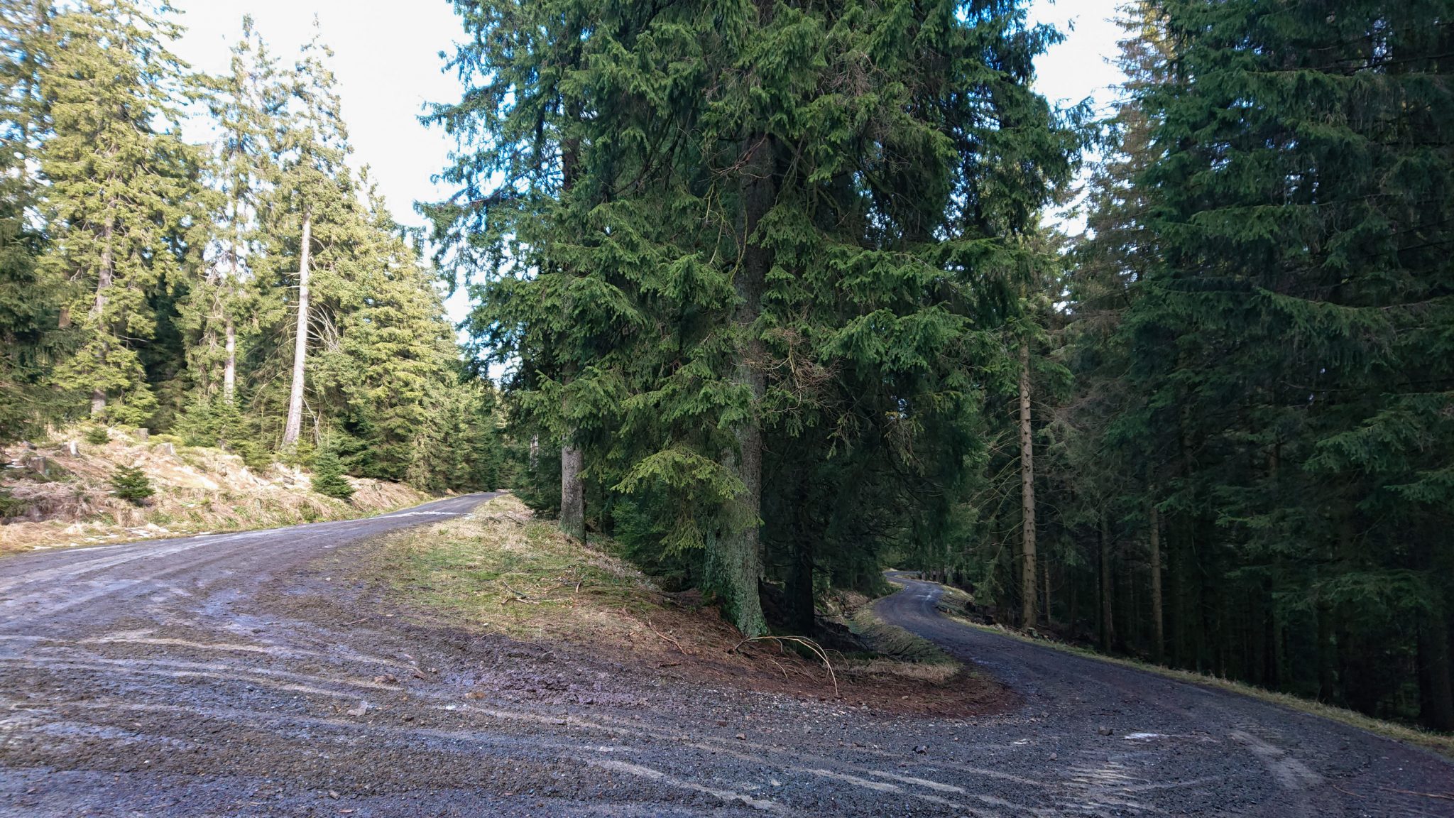 Wanderung im Harz bei Torfhaus: Wolfswarte, Siebertal und Oberharzer Wasserregal in Niedersachsen, kieseliger, breiter Schotterweg, Wanderweg umgeben von dichten Nadelwäldern