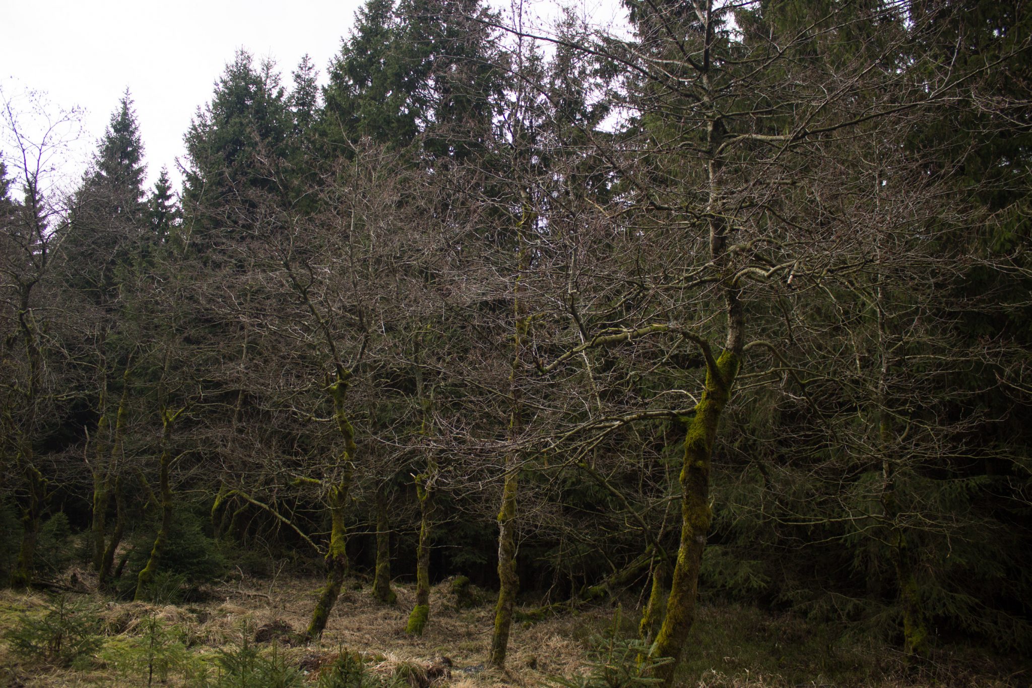 Wanderung im Harz bei Torfhaus: Wolfswarte, Siebertal und Oberharzer Wasserregal in Niedersachsen, Wanderweg umgeben von dichten Nadelwäldern, mystisch wirkende Bäume im Winter