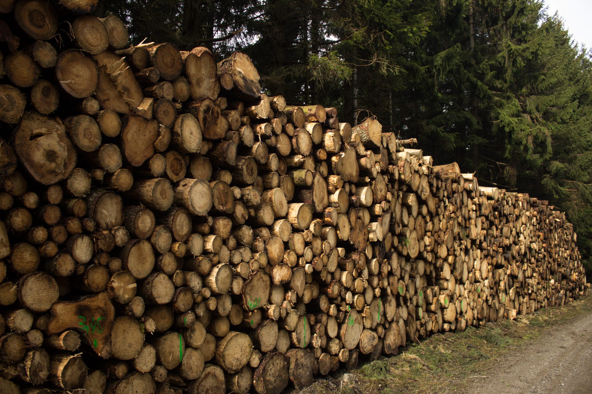 Wanderung im Harz bei Torfhaus: Wolfswarte, Siebertal und Oberharzer Wasserregal in Niedersachsen, Wanderweg umgeben von dichten Nadelwäldern, Bäume wegen Borkenkäfer gerodet und aufeinander gestapelt, Umbau des Waldes zu naturnahem Wald im Nationalpark Harz