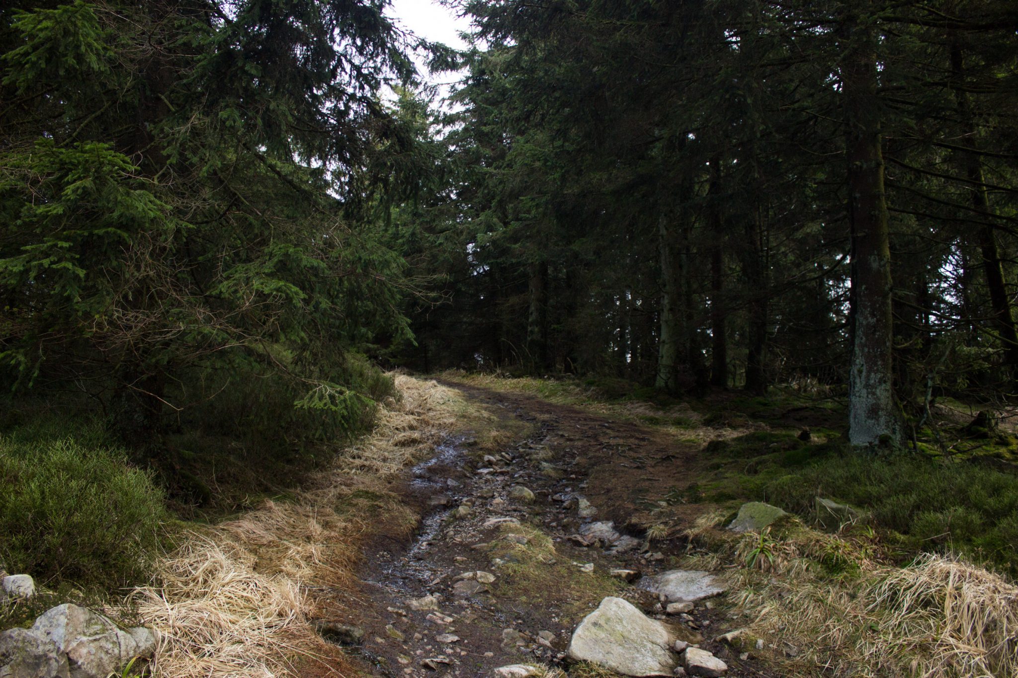Wanderung im Harz bei Torfhaus: Wolfswarte, Siebertal und Oberharzer Wasserregal in Niedersachsen, naturnaher. schmaler Wanderweg umgeben von dichten Nadelwäldern