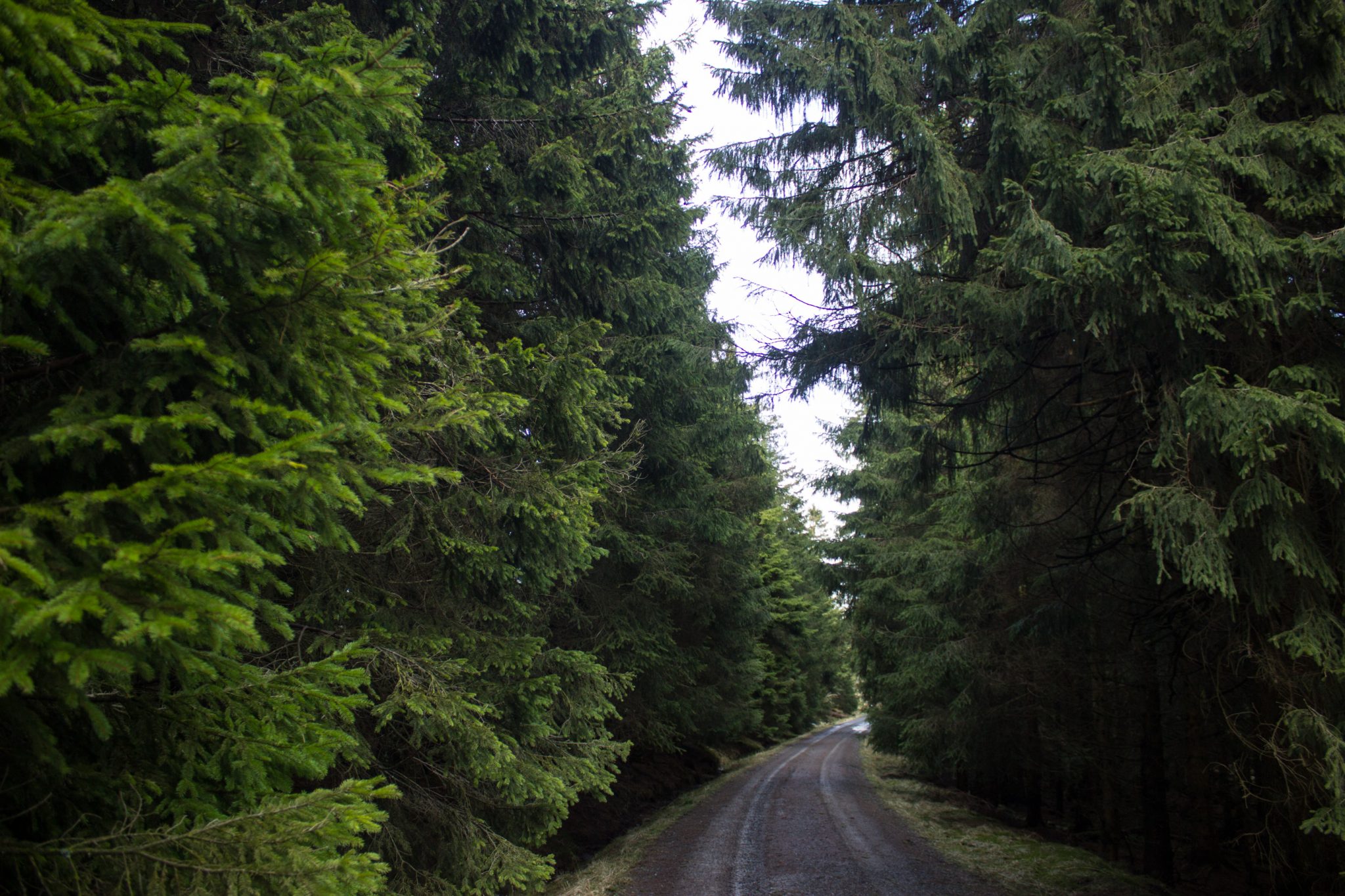 Wanderung im Harz bei Torfhaus: Wolfswarte, Siebertal und Oberharzer Wasserregal in Niedersachsen, Wanderweg umgeben von dichten Nadelwäldern