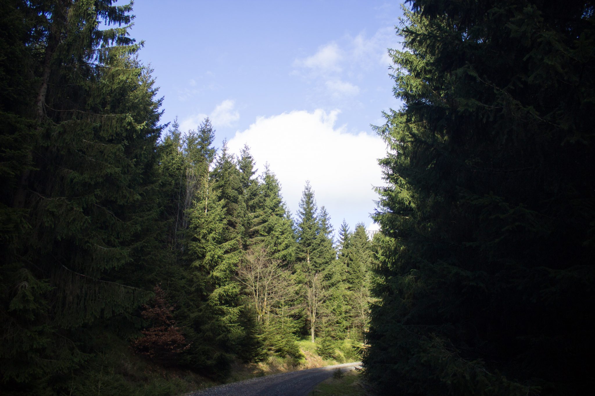 Wanderung im Harz bei Torfhaus: Wolfswarte, Siebertal und Oberharzer Wasserregal in Niedersachsen, Wanderweg umgeben von dichten Nadelwäldern, Sonne scheint