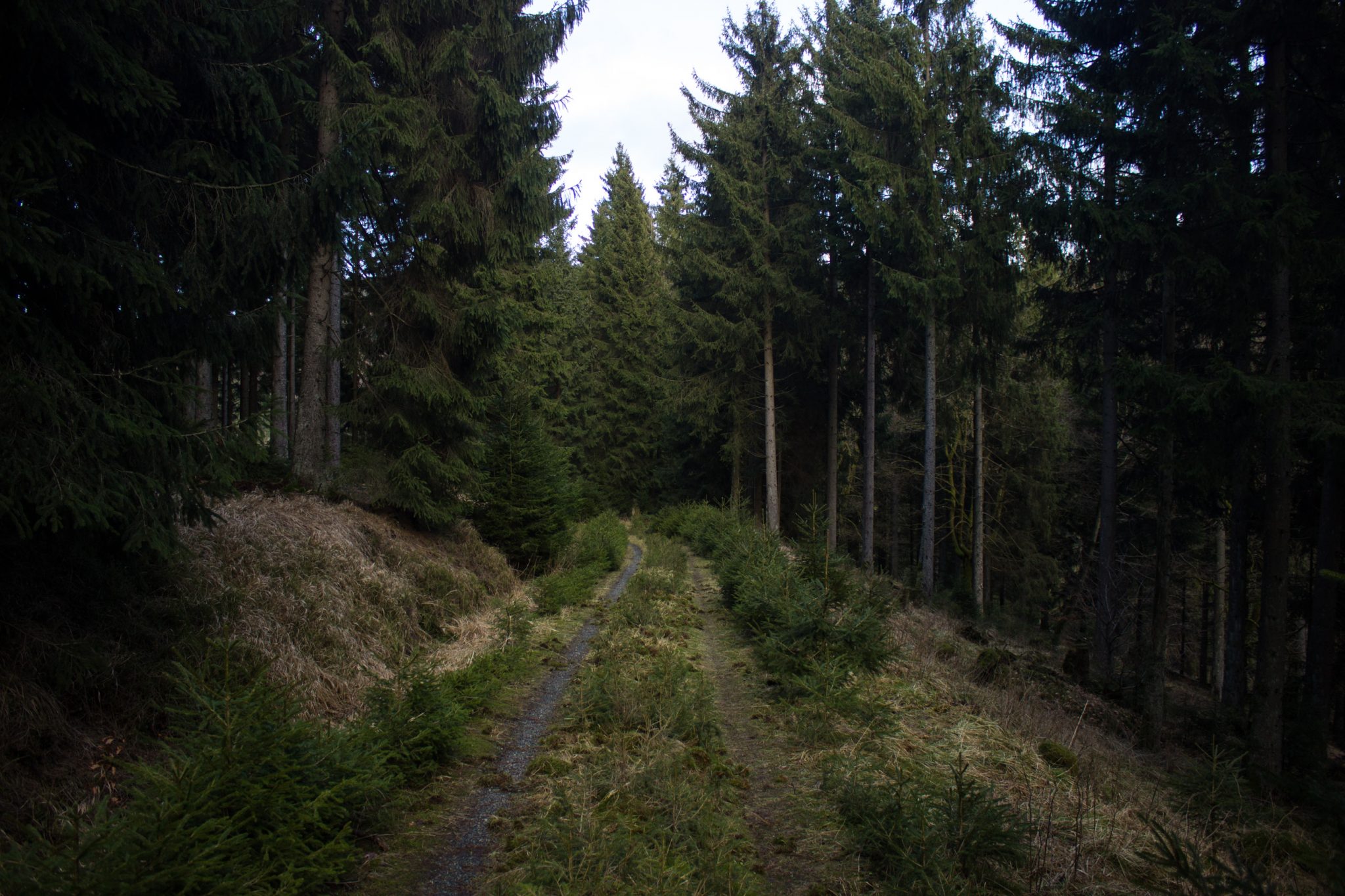 Wanderung im Harz bei Torfhaus: Wolfswarte, Siebertal und Oberharzer Wasserregal in Niedersachsen, schmaler Wanderweg umgeben von dichten Nadelwäldern