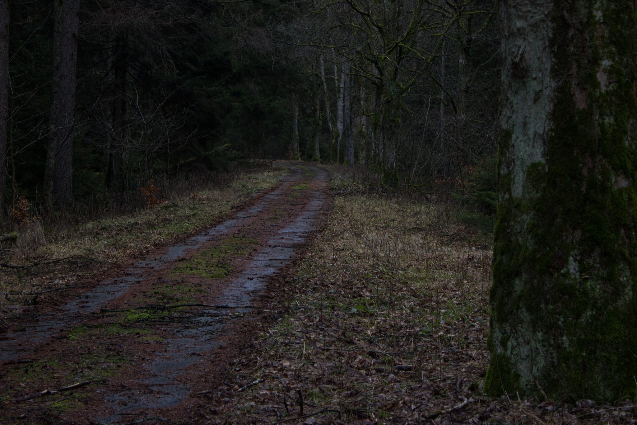 Wanderung im Harz bei Torfhaus: Wolfswarte, Siebertal und Oberharzer Wasserregal in Niedersachsen, Wanderweg umgeben von dichten Nadelwäldern im schönen Siebertal, viele schöne Ausblicke auf Fluss Sieber und umliegende Landschaft